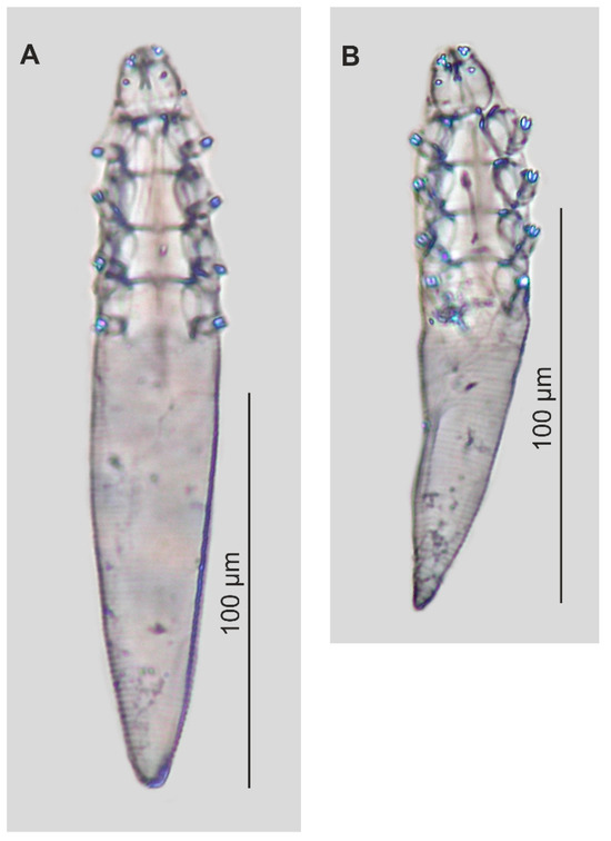 Insects 16 01218 g002