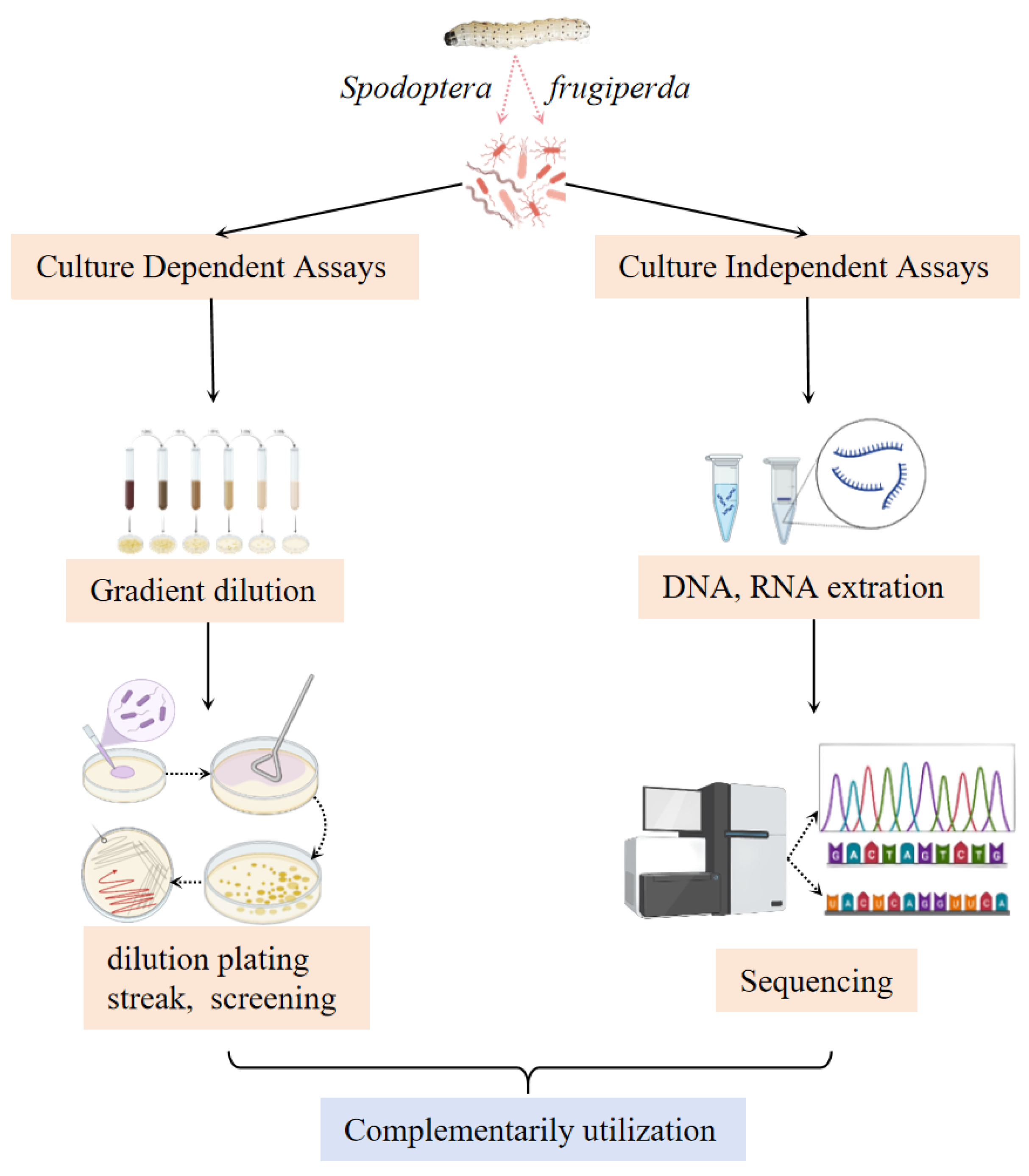 Insects 16 01237 g001