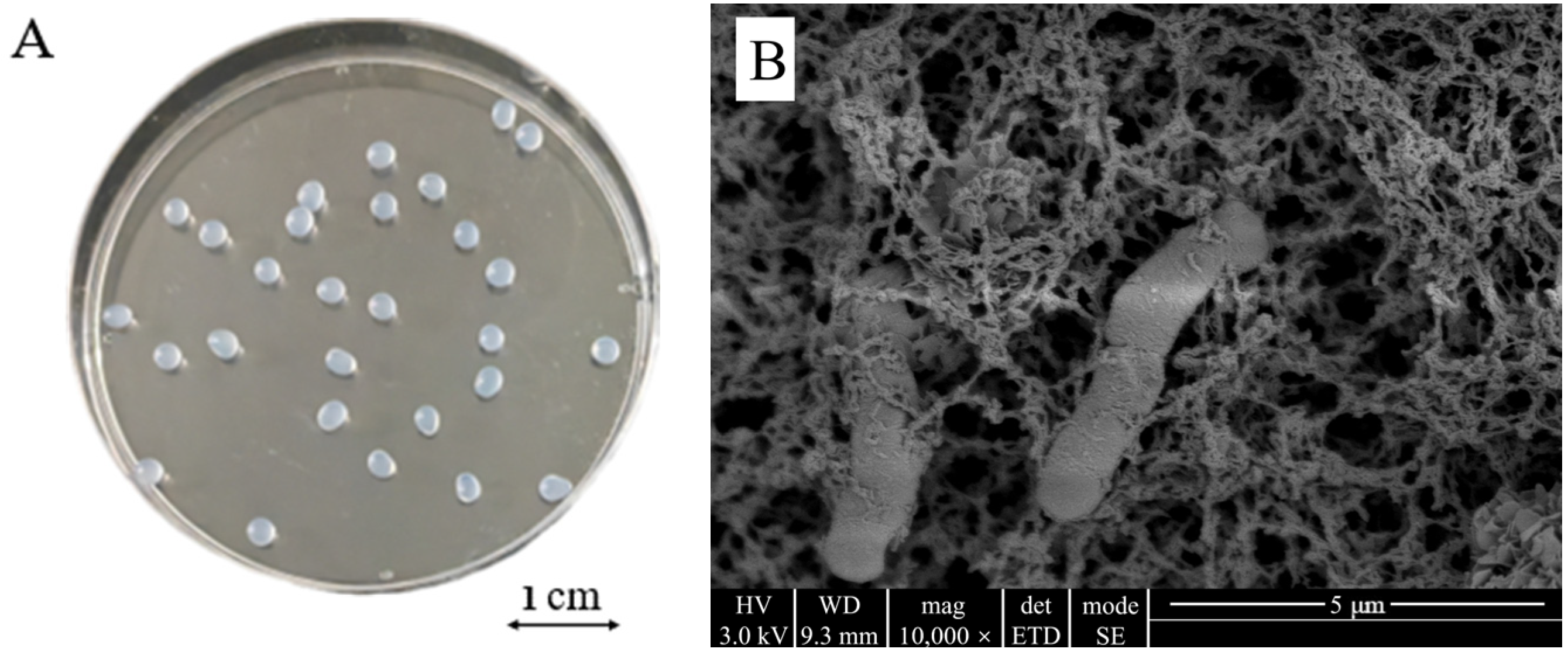 Insects 17 00003 g004
