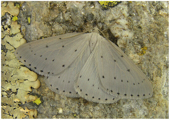 Insects 17 00004 g012