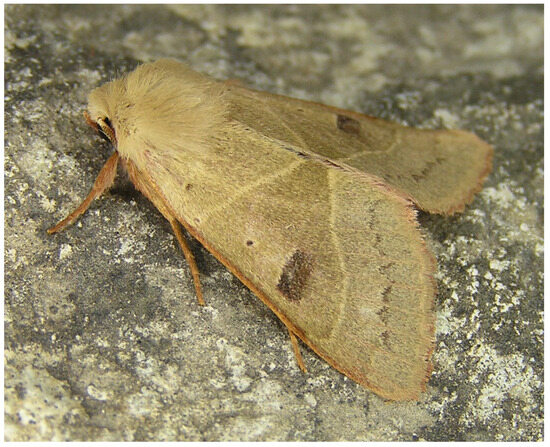 Insects 17 00004 g013