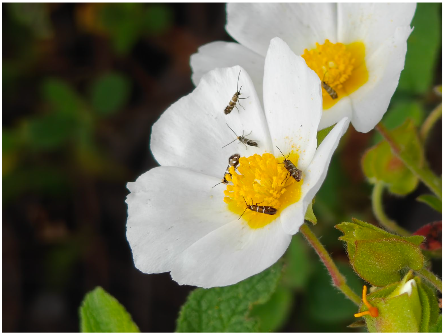 Insects 17 00004 g014