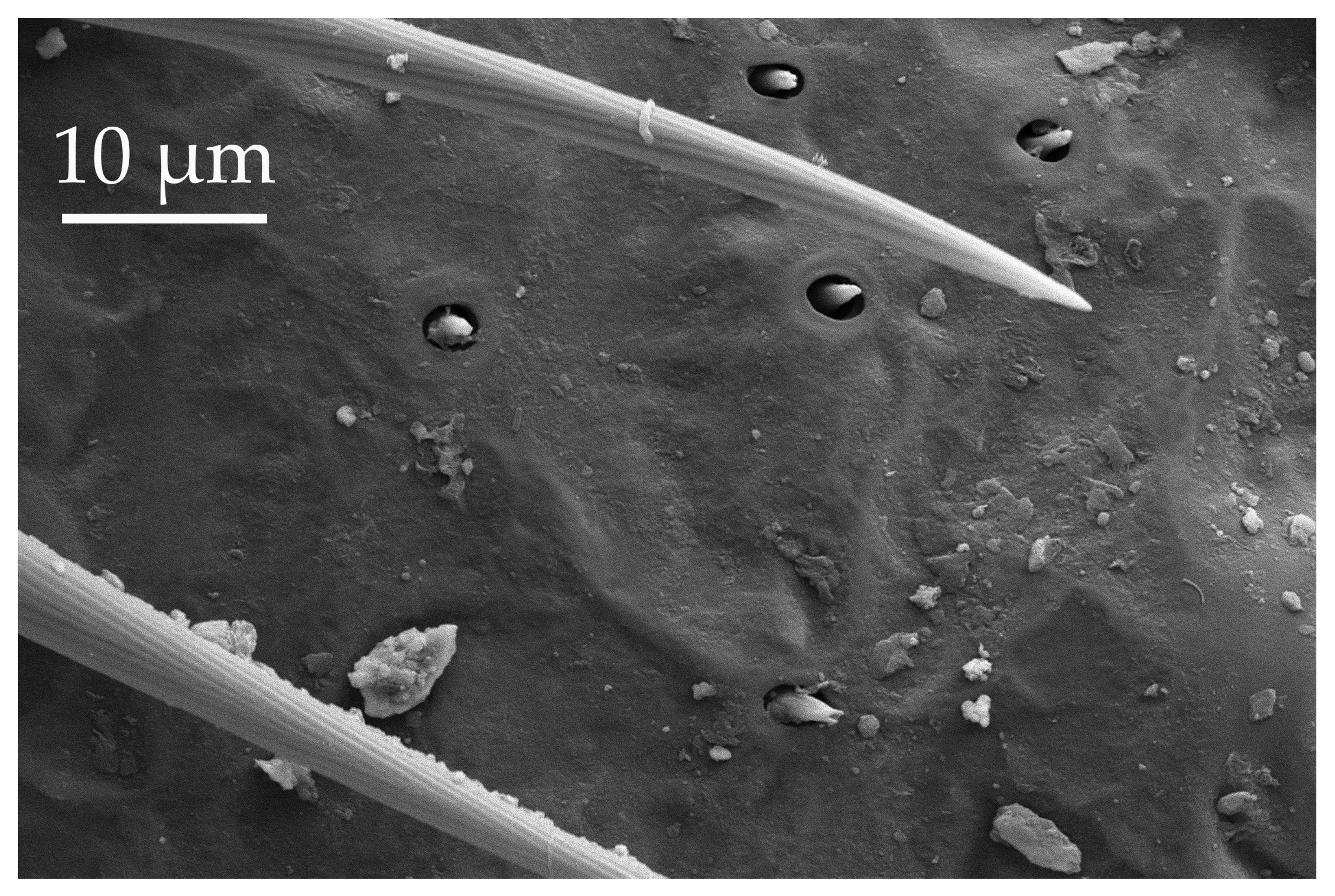 Insects 17 00006 g004 Insects 17 00006 g004