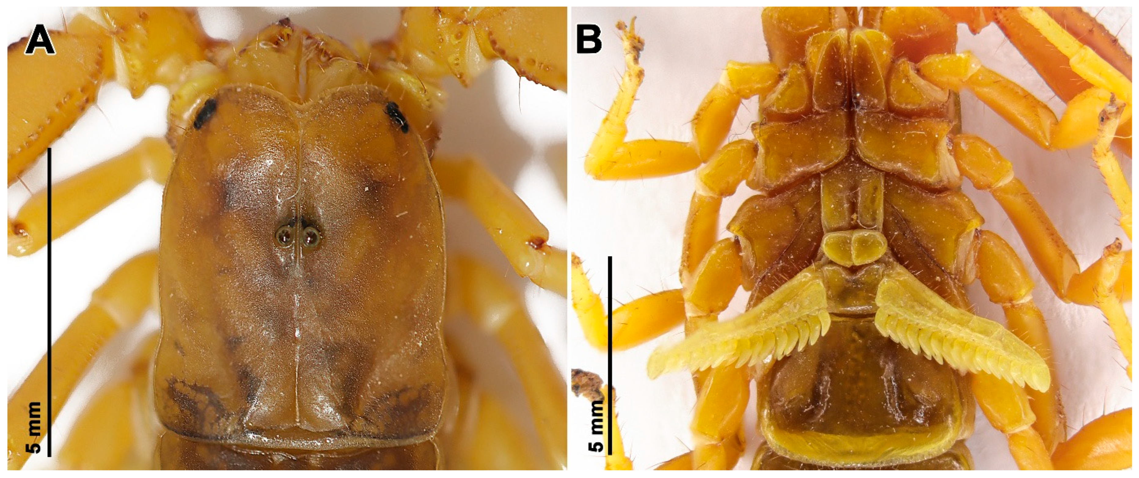 Insects 17 00018 g008