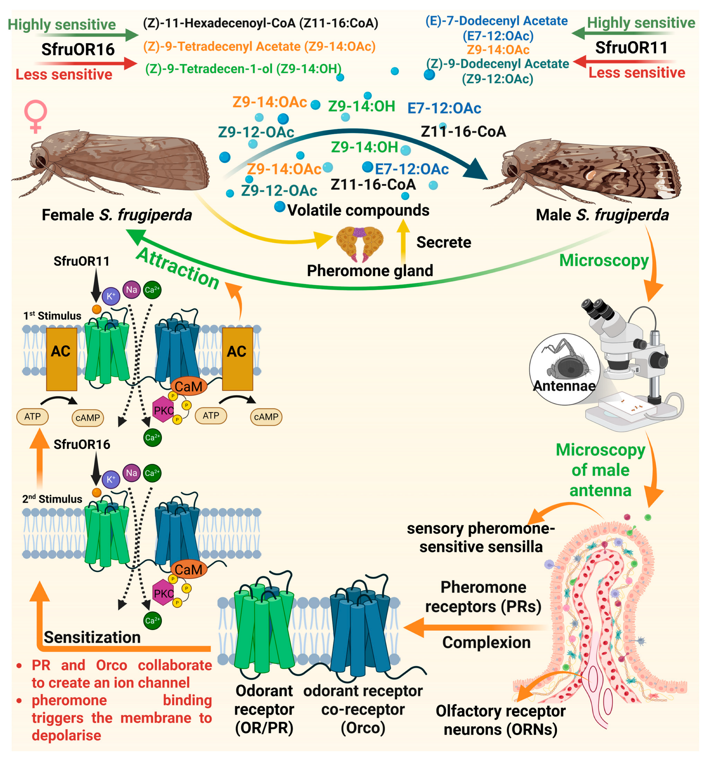 Insects 17 00035 g002