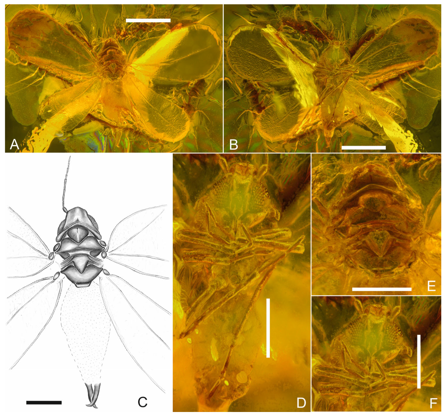 Insects 17 00050 g001 Insects 17 00050 g001
