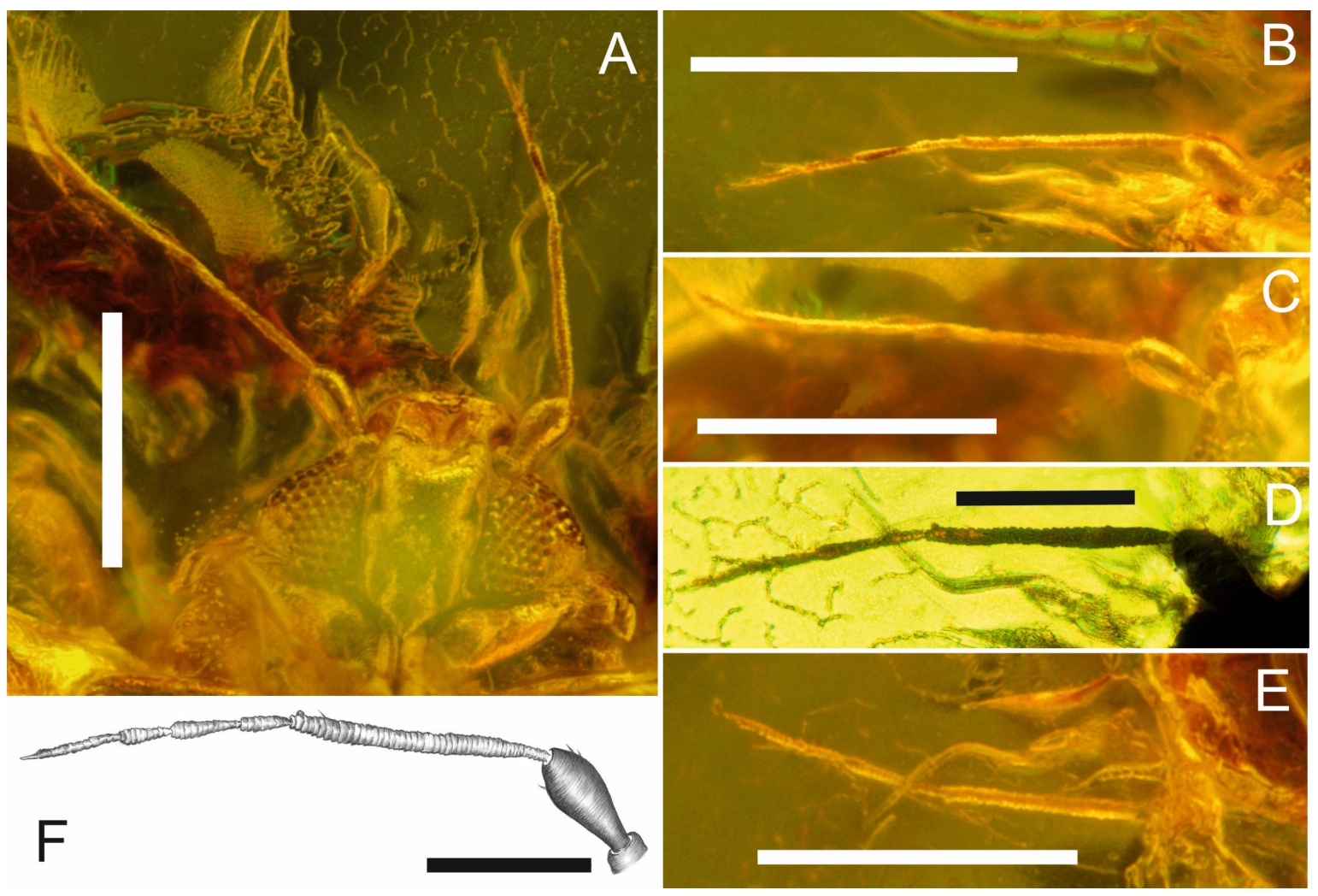 Insects 17 00050 g002 Insects 17 00050 g002