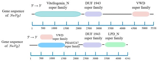 The conserved domains of genes NwVg1 and NwVg2.