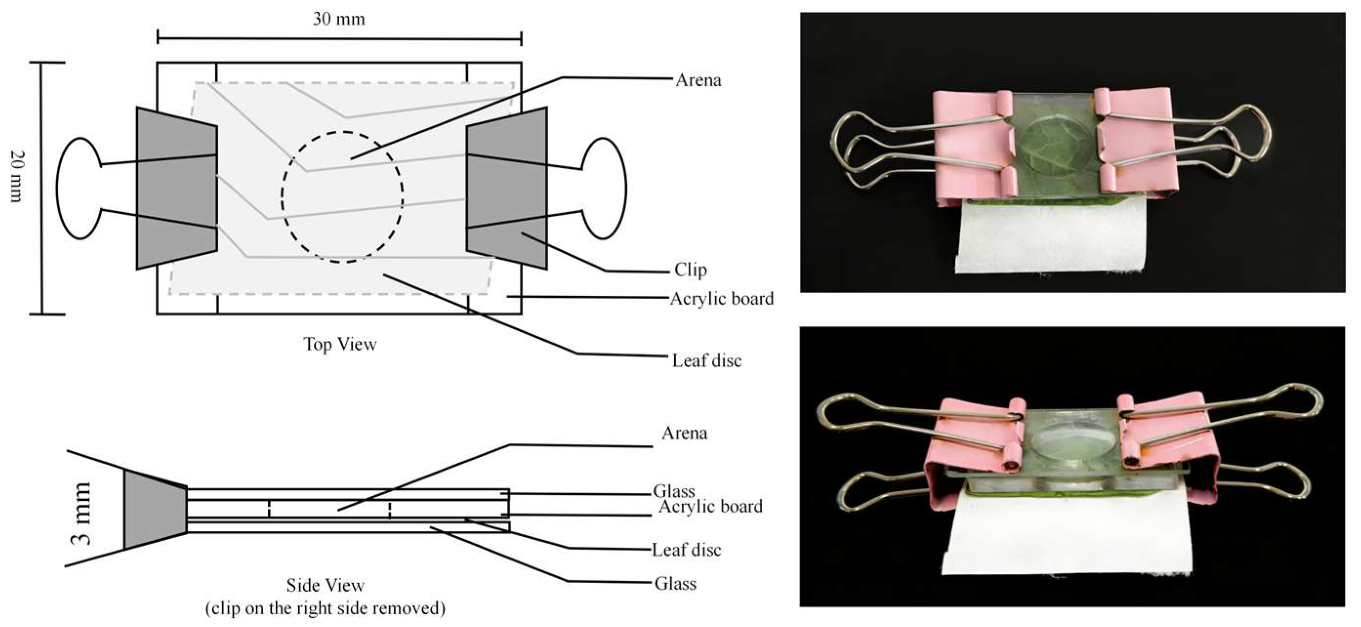 Insects 17 00133 g001