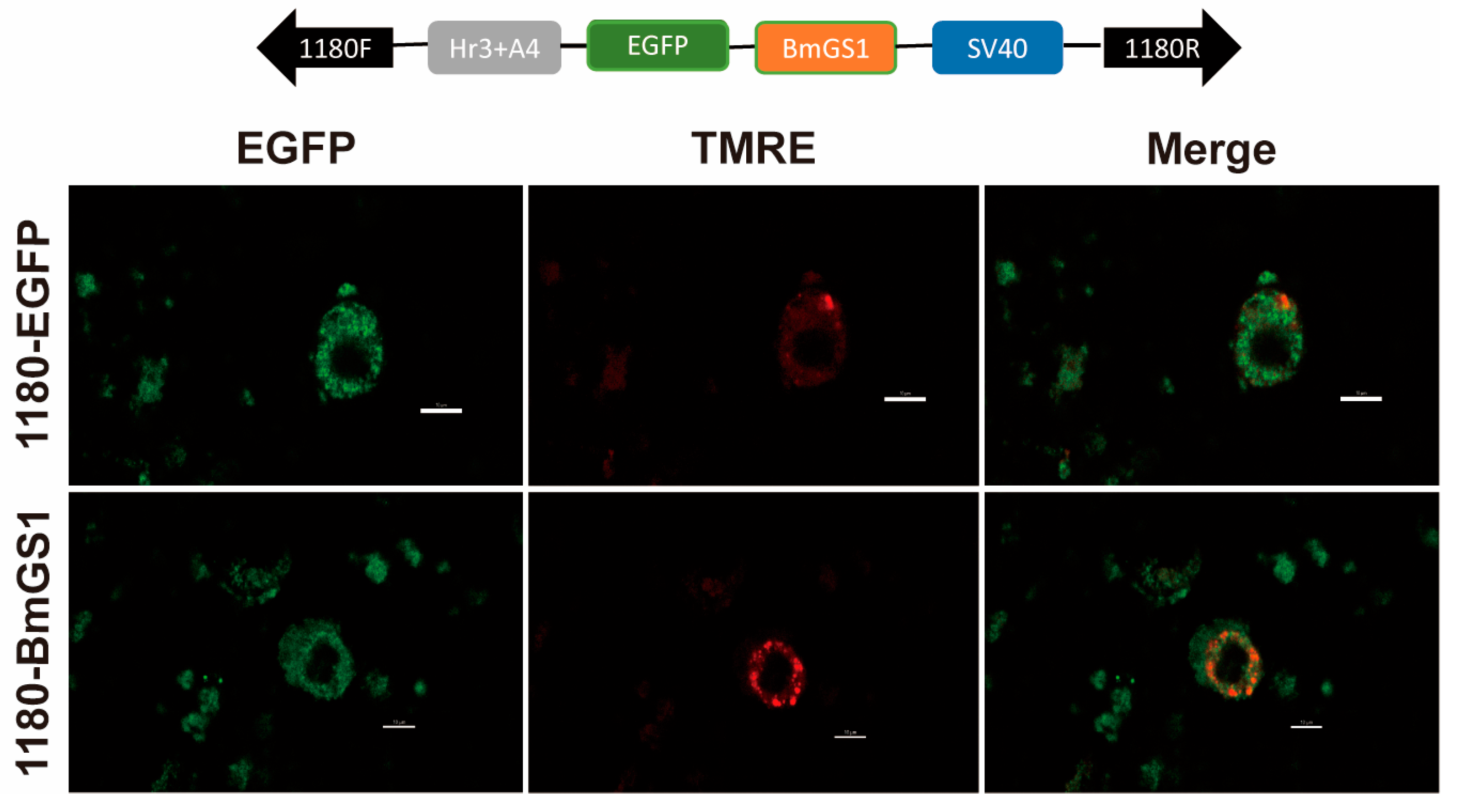 Insects 17 00135 g002