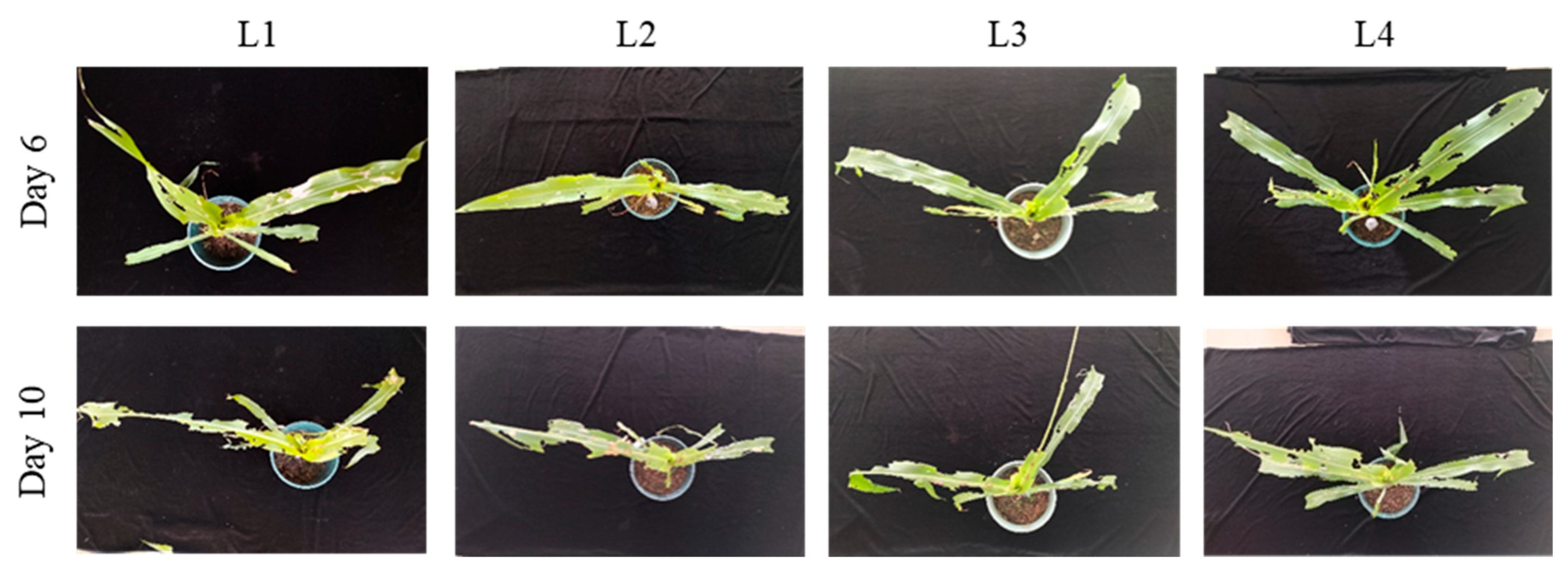 Insects 17 00136 g002