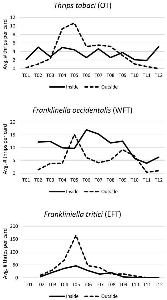 Site-averaged numbers of Thrips tabaci (top), Frankliniella occidentalis (middle), and F. tritici (bottom) caught on yellow sticky cards per two-week time interval at three commercial chrysanthemum greenhouses in the Niagara region, Ontario, from 21 May 2019 (T01) to 7 November 2019 (T12). Frankliniella species were only identified to genus at T01 and are therefore not included in the WFT and EFT charts. Note that T12 was not included in data analysis due to low trap captures on outside cards but has been included in this figure to illustrate the full sampling period. Site-specific temporal trends can be seen in the Supplementary Materials, Figure S2.