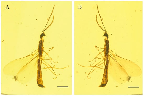 Photographs of Myanmarina simplex sp. nov., holotype, LYU-HY-2032. (A), habitus in left lateral view; (B), habitus in right lateral view. Scale bars = 0.5 mm.