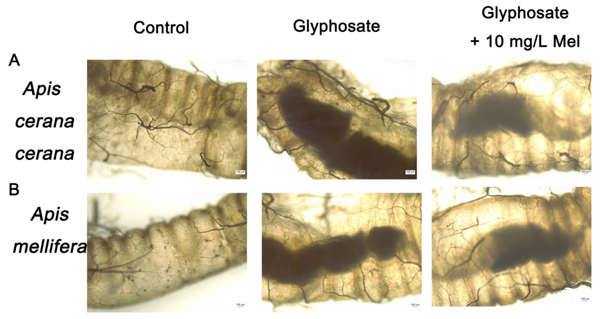 Insects 17 00151 g002 Insects 17 00151 g002