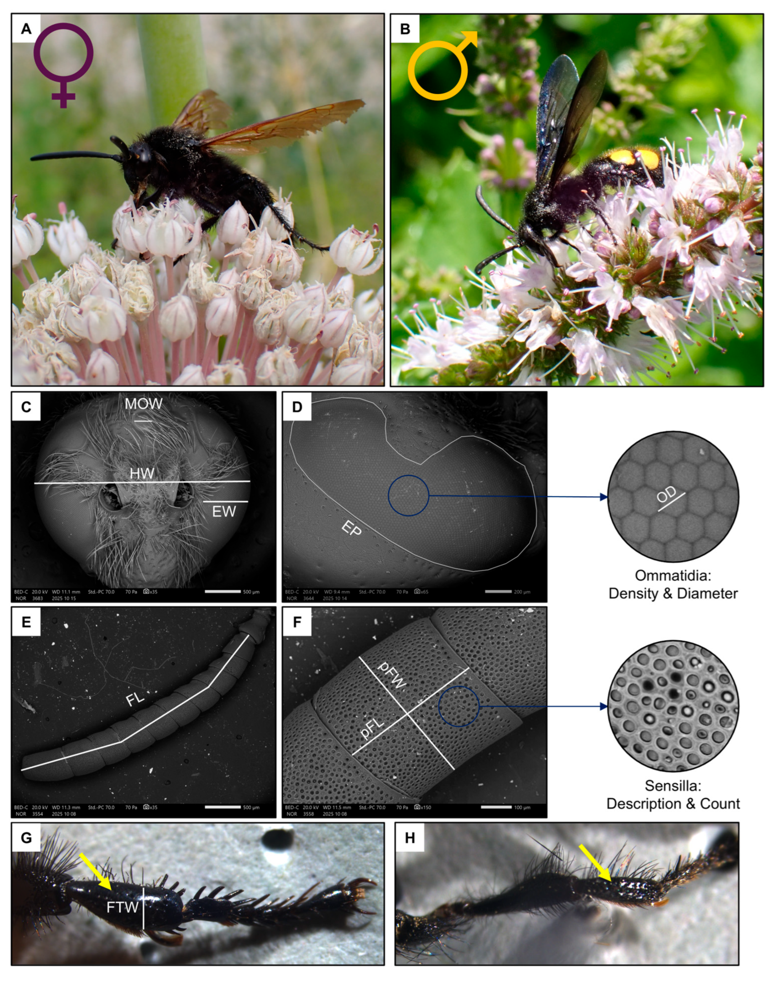 Insects 17 00160 g001 Insects 17 00160 g001