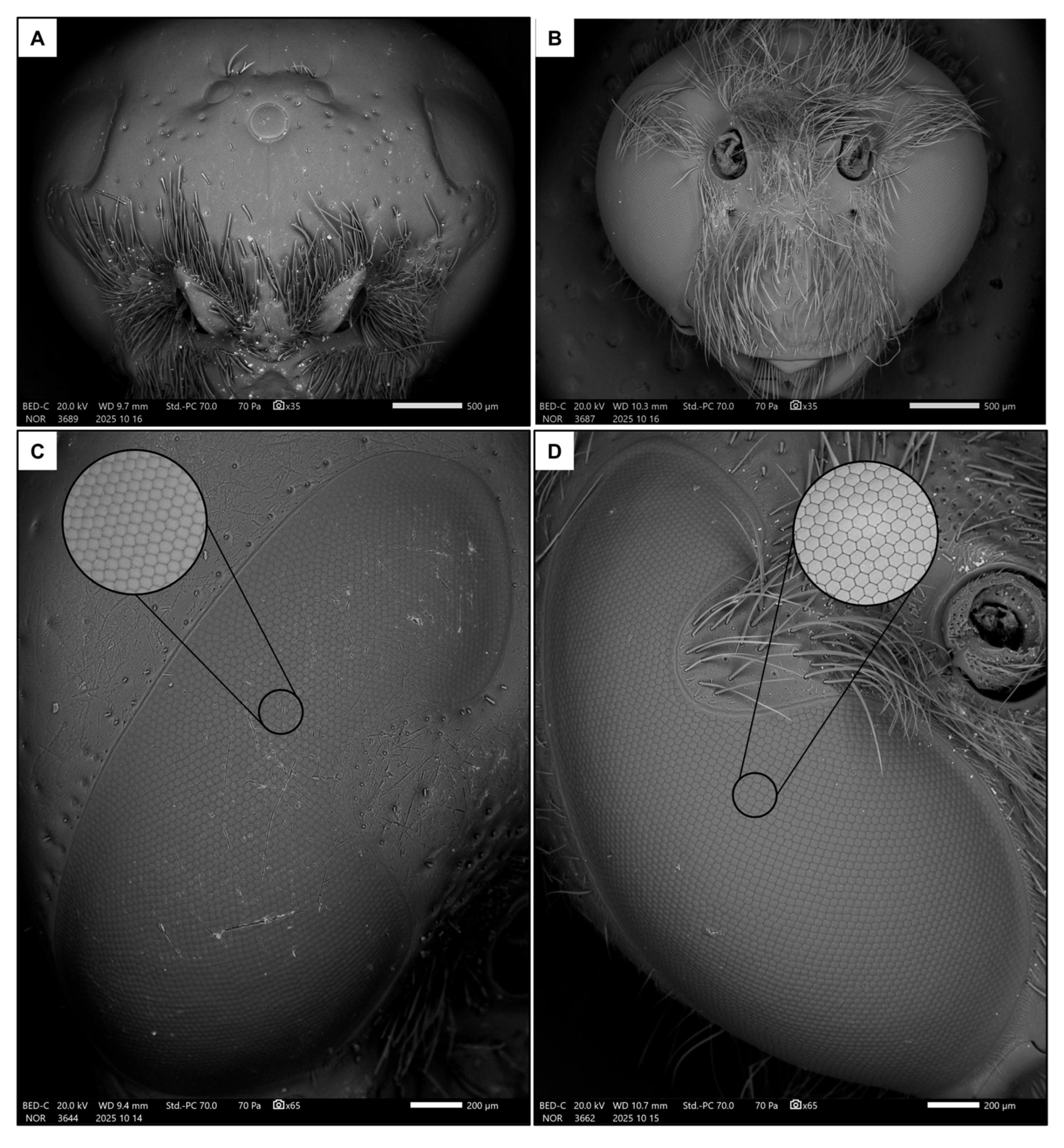 Insects 17 00160 g002 Insects 17 00160 g002
