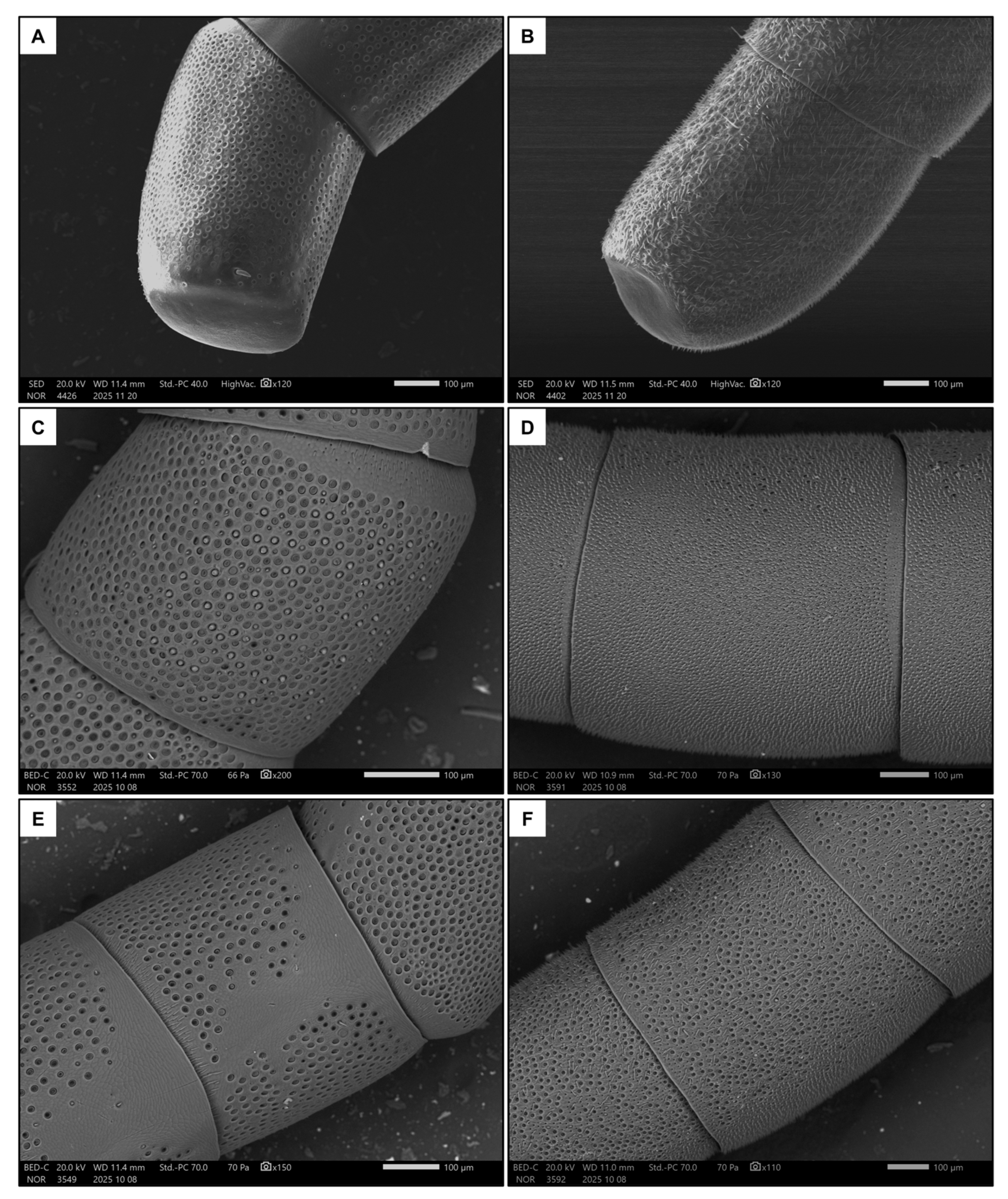 Insects 17 00160 g004 Insects 17 00160 g004