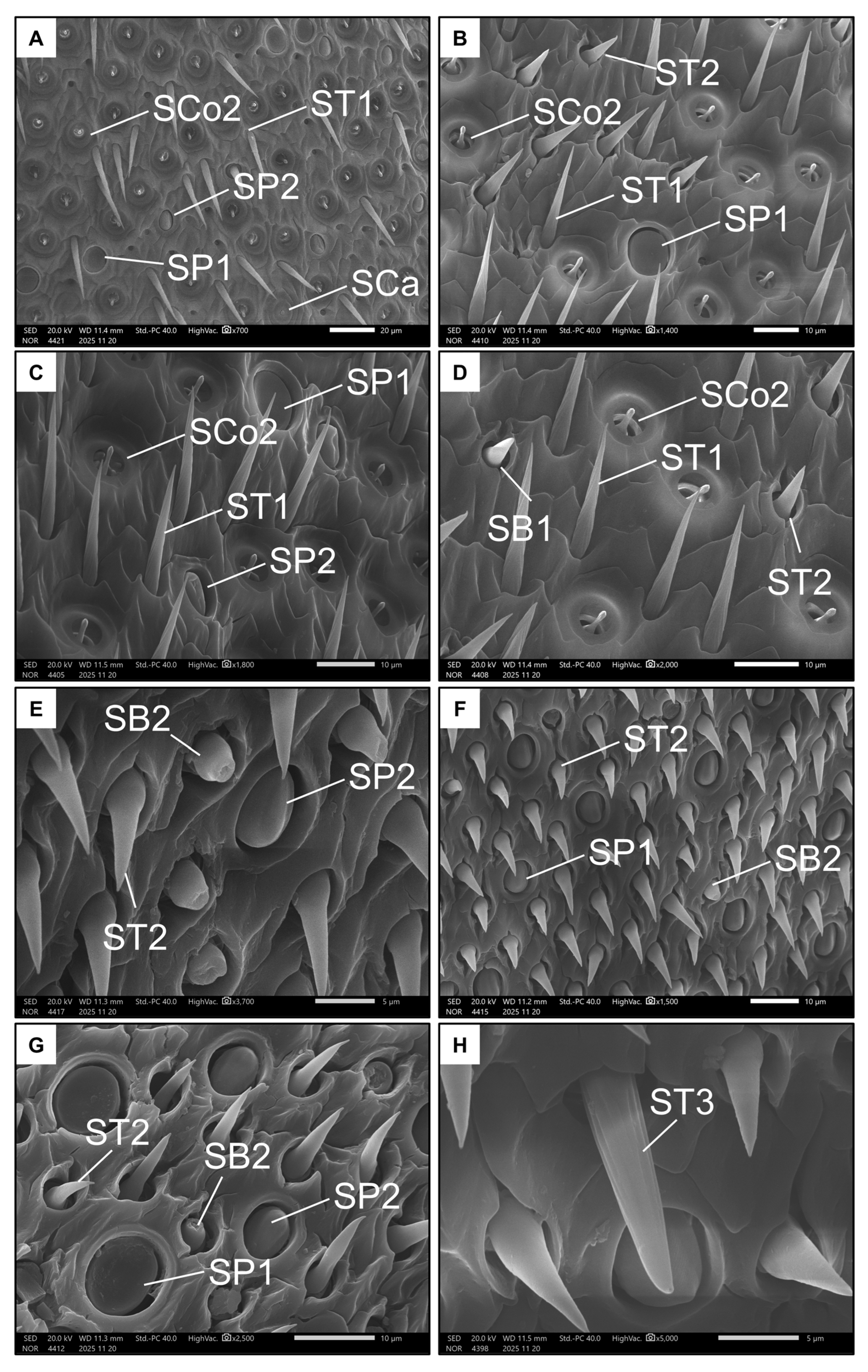 Insects 17 00160 g006 Insects 17 00160 g006