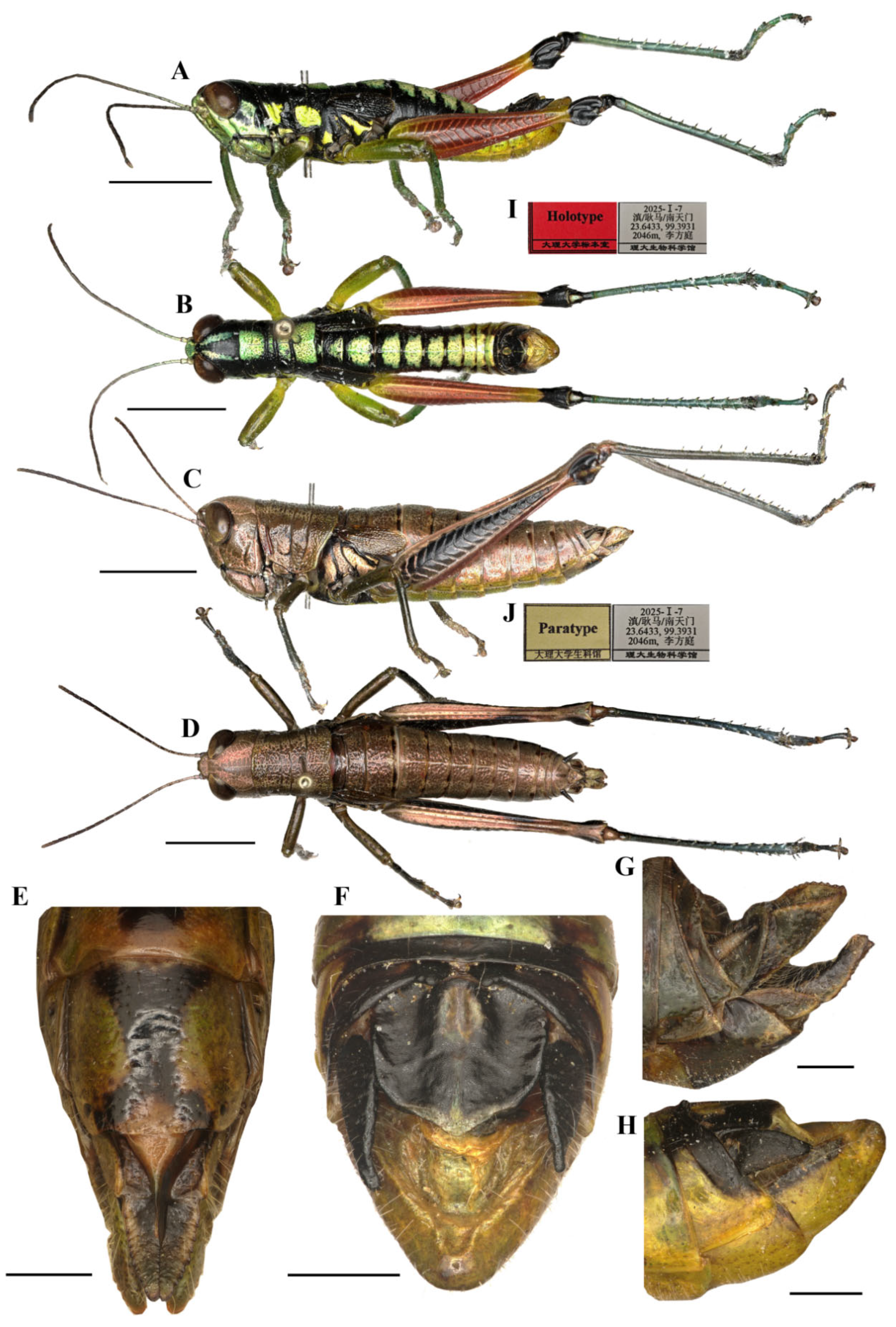 Insects 17 00164 g003 Insects 17 00164 g003