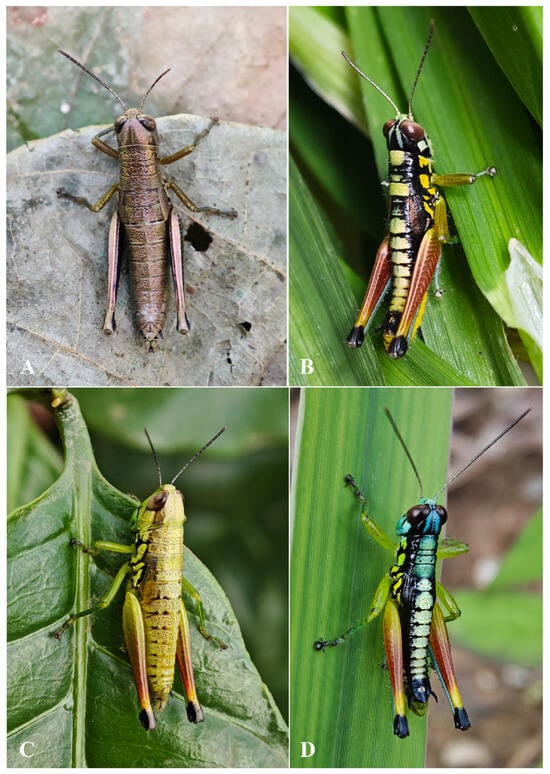 Insects 17 00164 g006