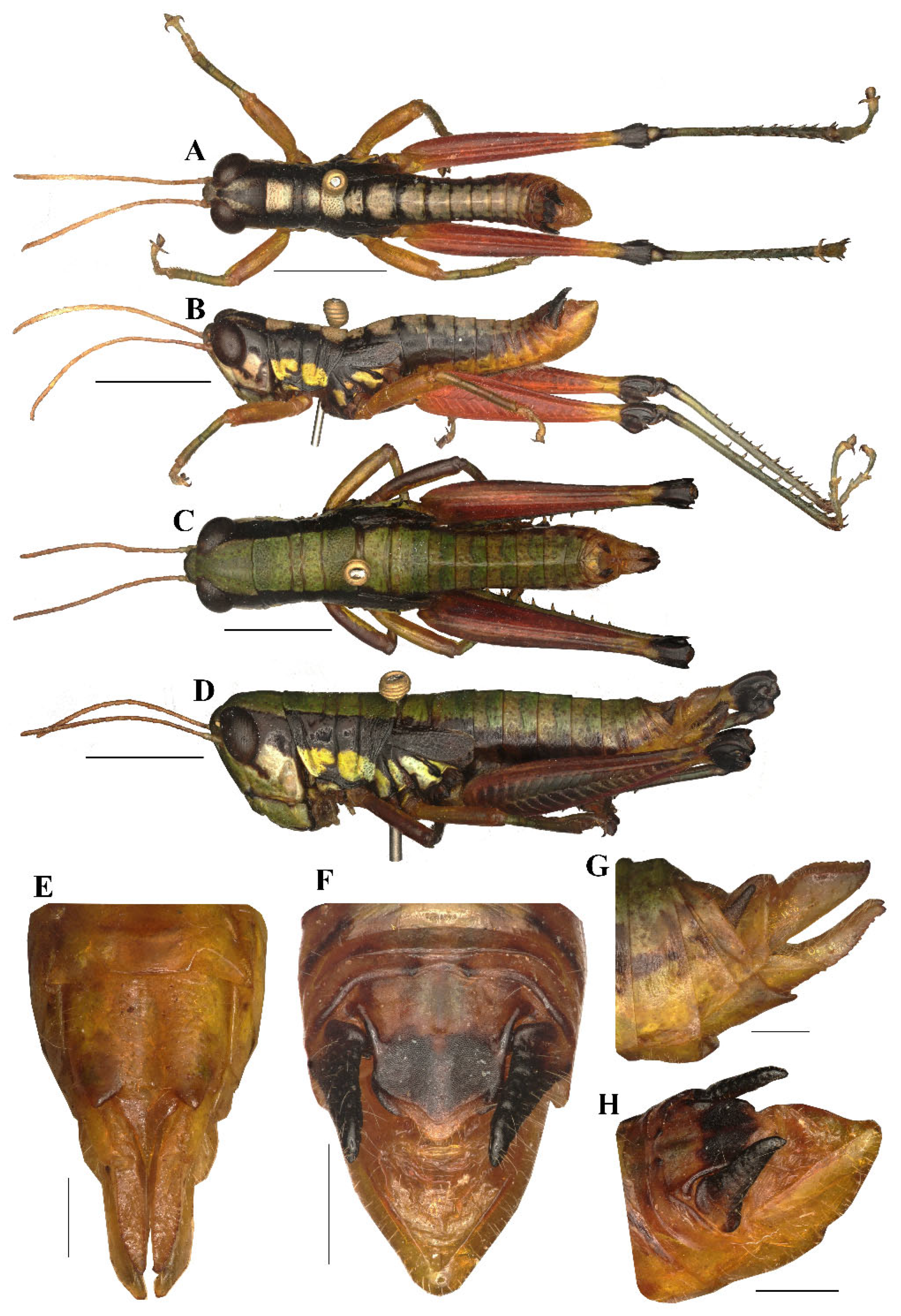 Insects 17 00164 g008 Insects 17 00164 g008