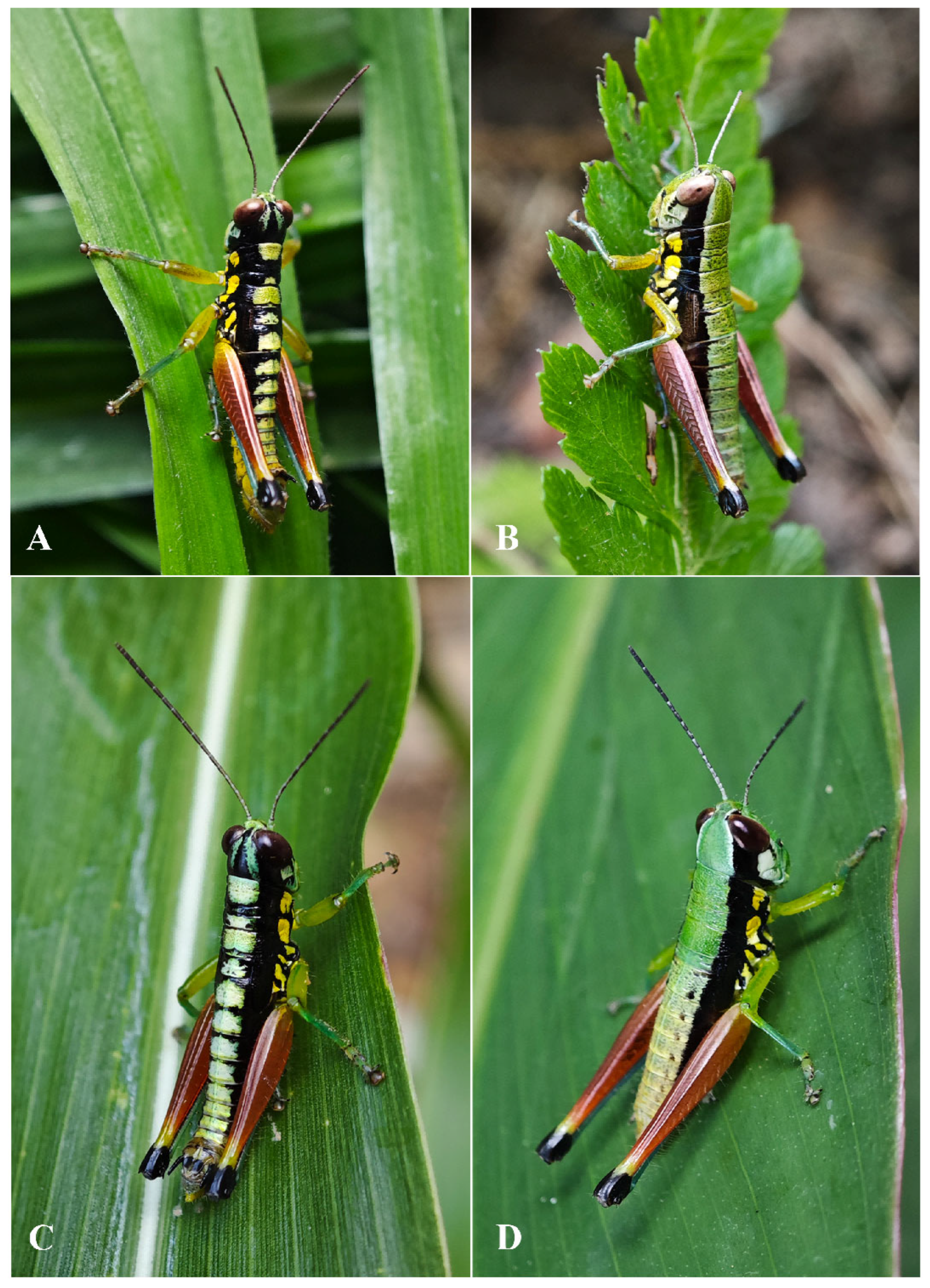 Insects 17 00164 g010 Insects 17 00164 g010