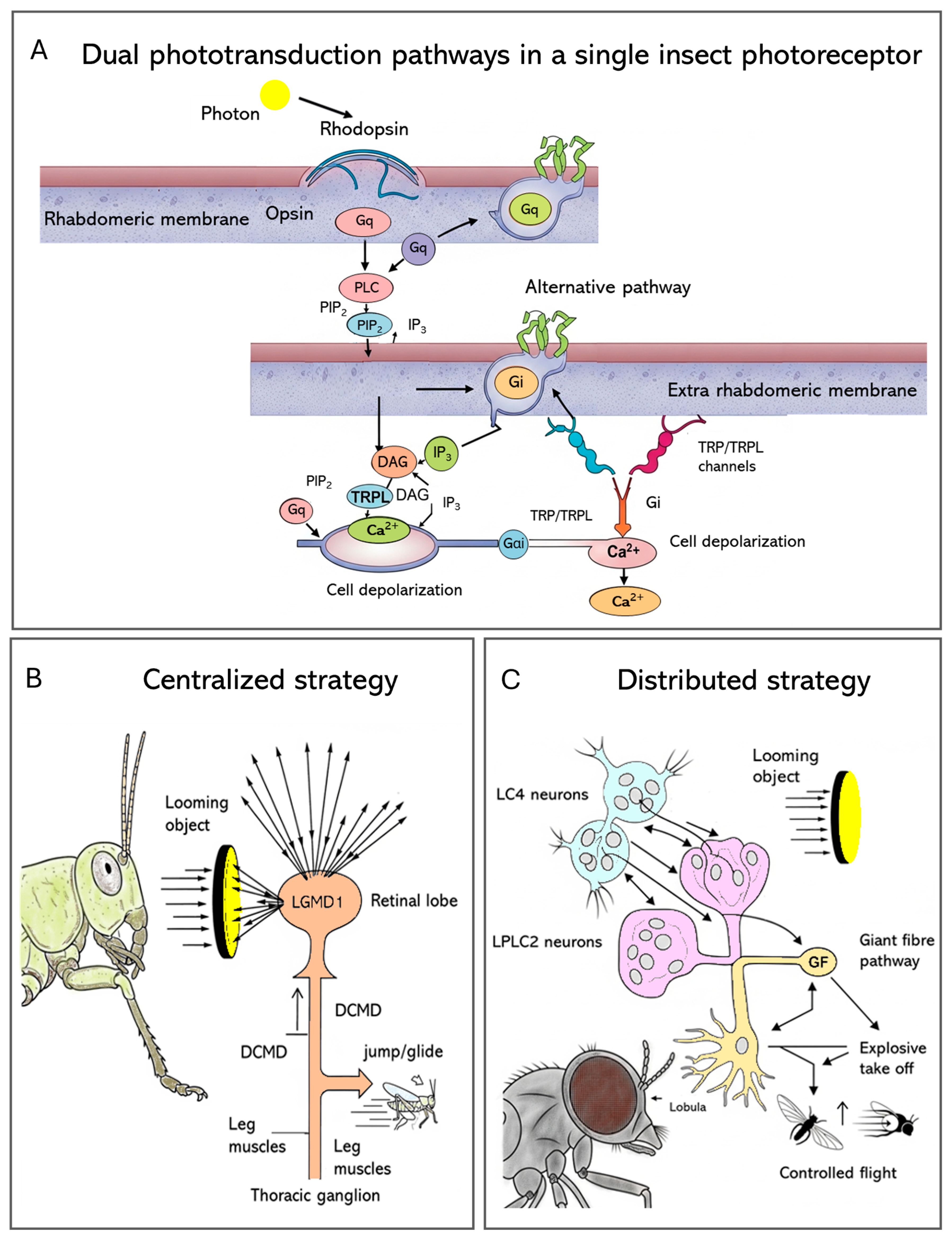 Insects 17 00167 g003 Insects 17 00167 g003