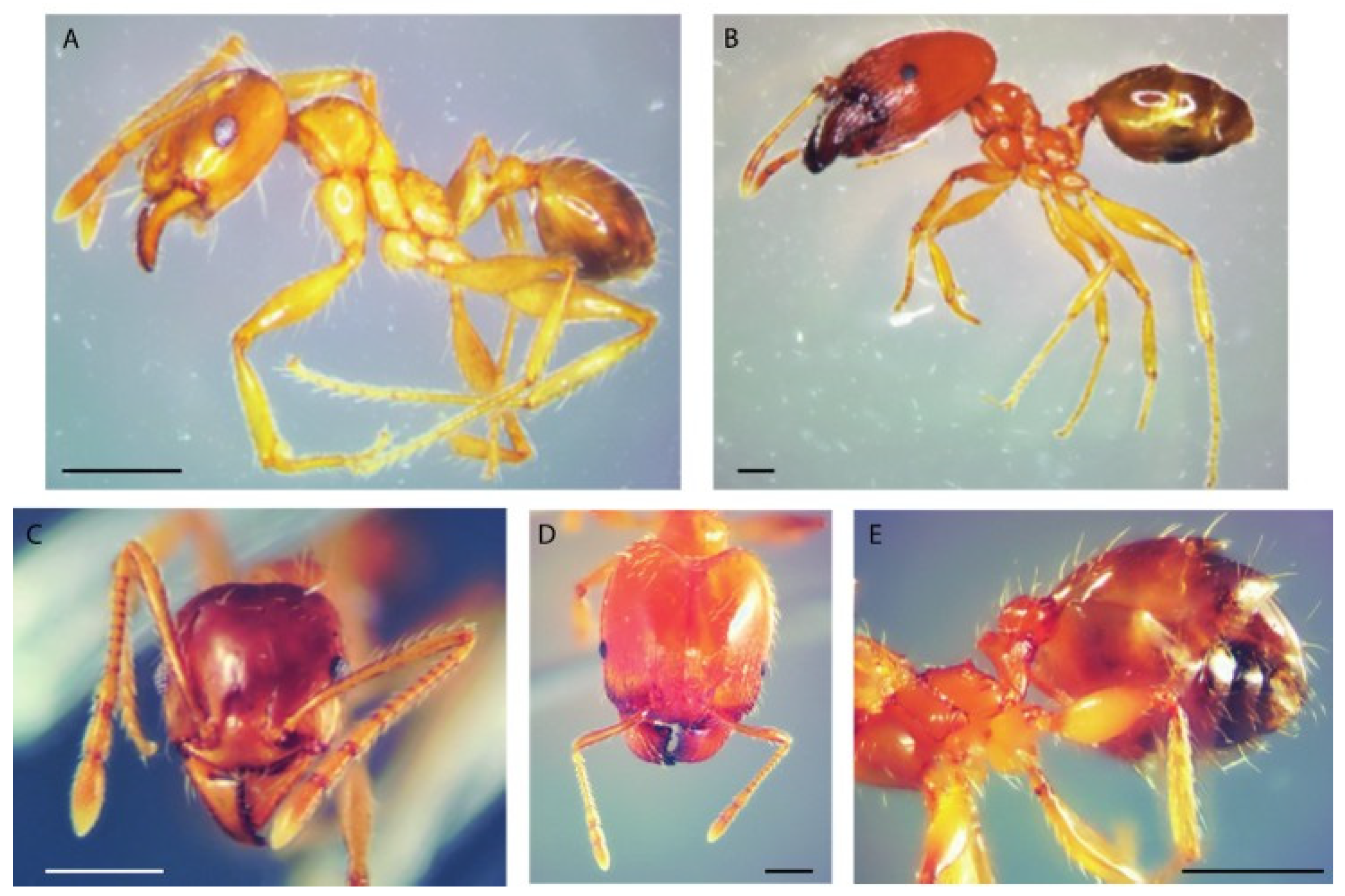 Insects 17 00180 g002