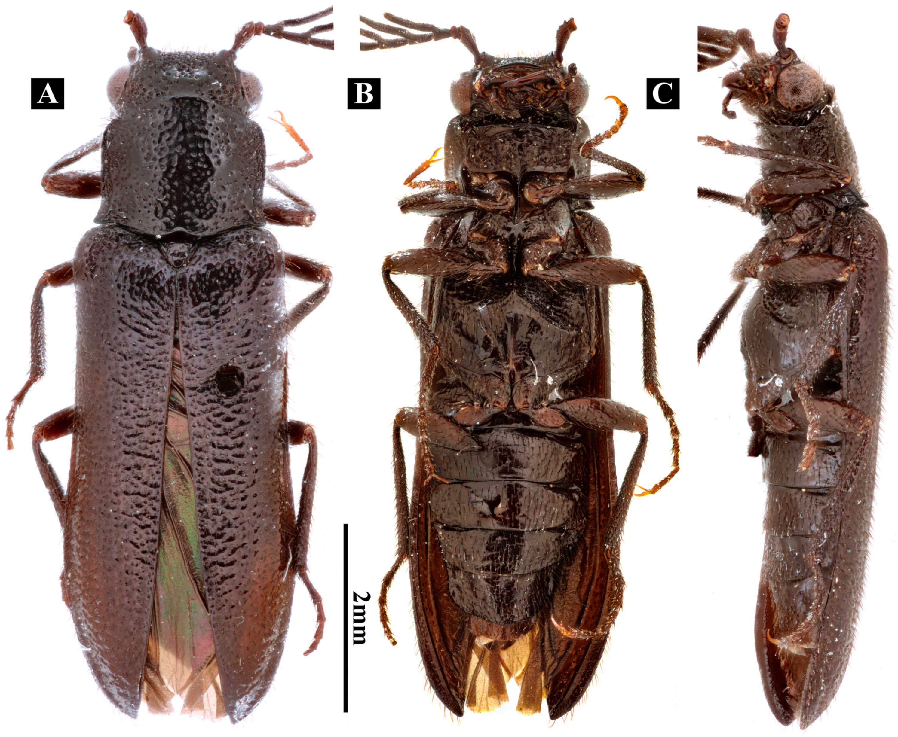 Insects 17 00212 g001 Insects 17 00212 g001