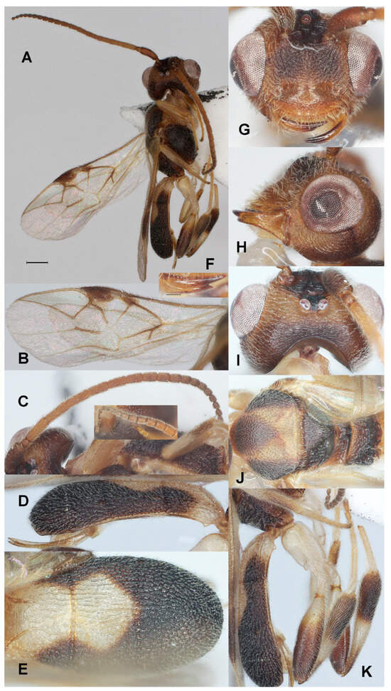 Insects 17 00219 g003