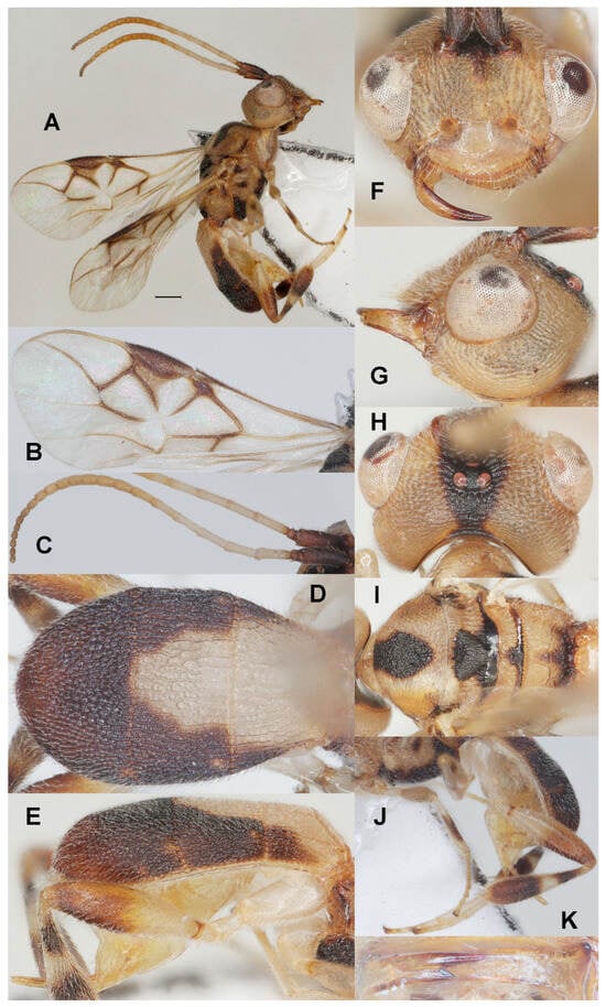 Insects 17 00219 g004