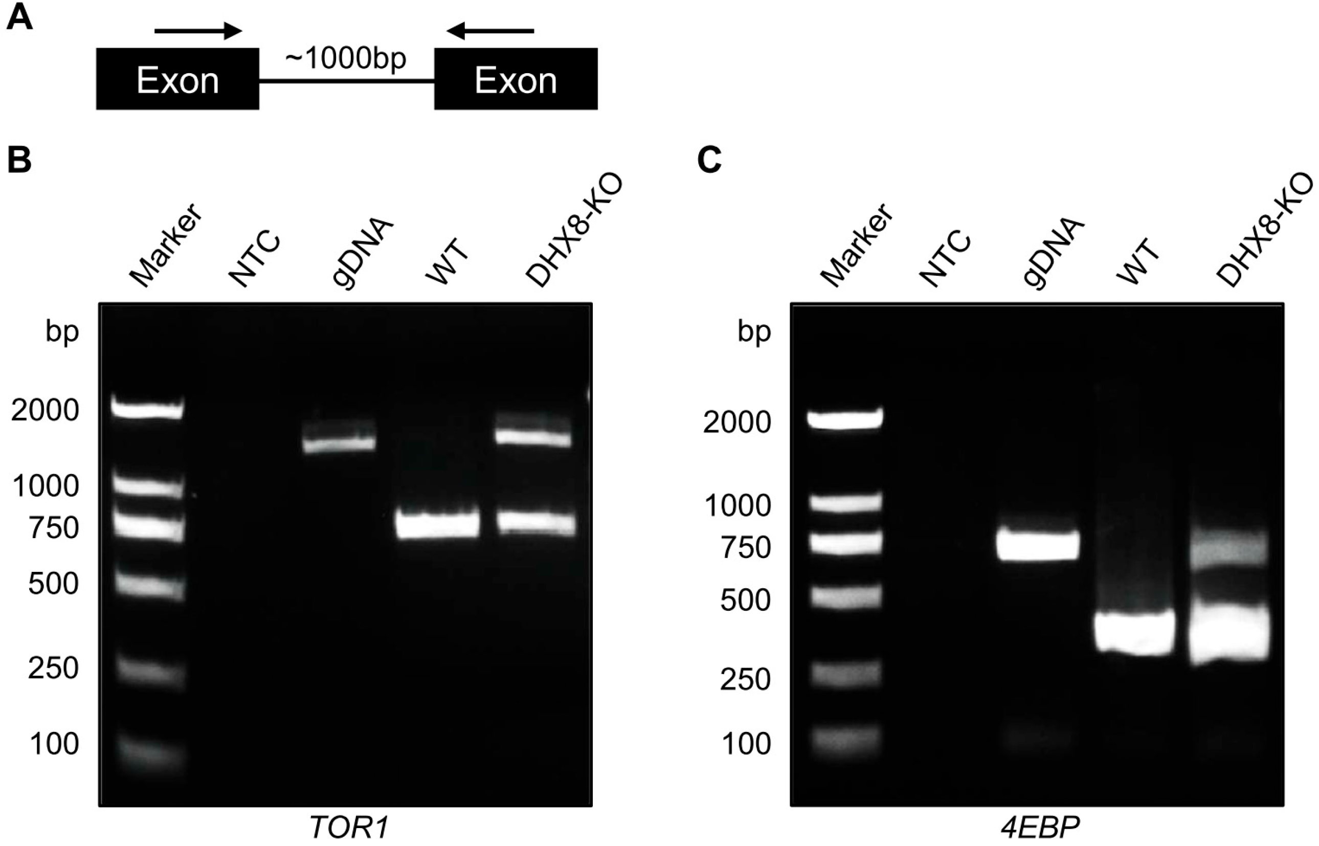 Insects 17 00236 g008