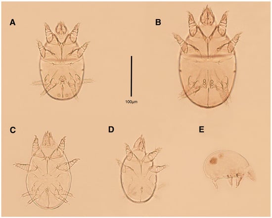 Insects 17 00237 g001