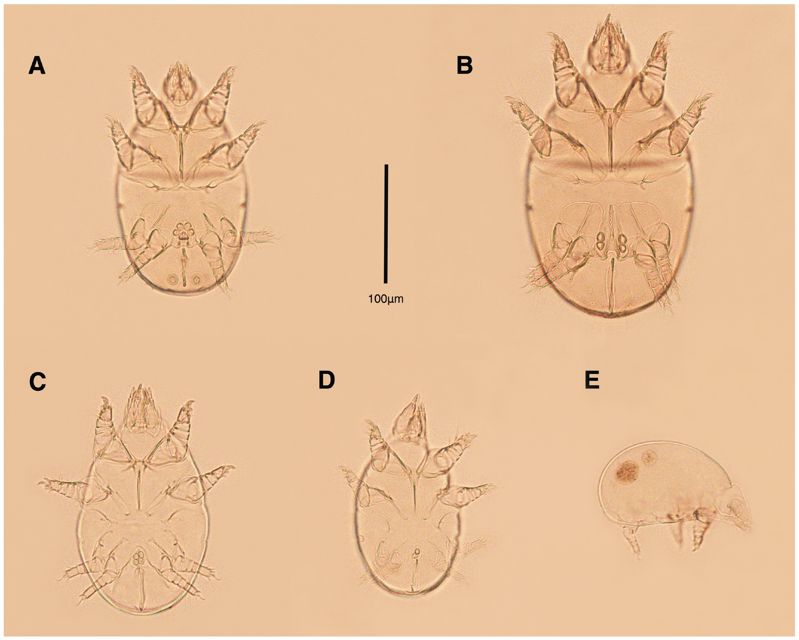 Insects 17 00237 g001