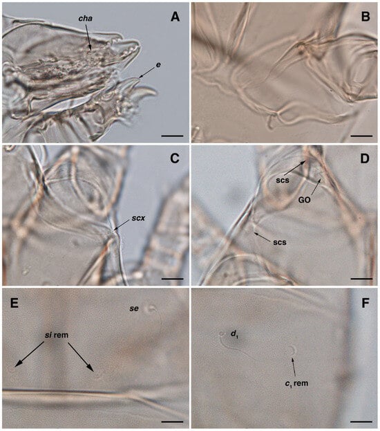 Insects 17 00237 g007