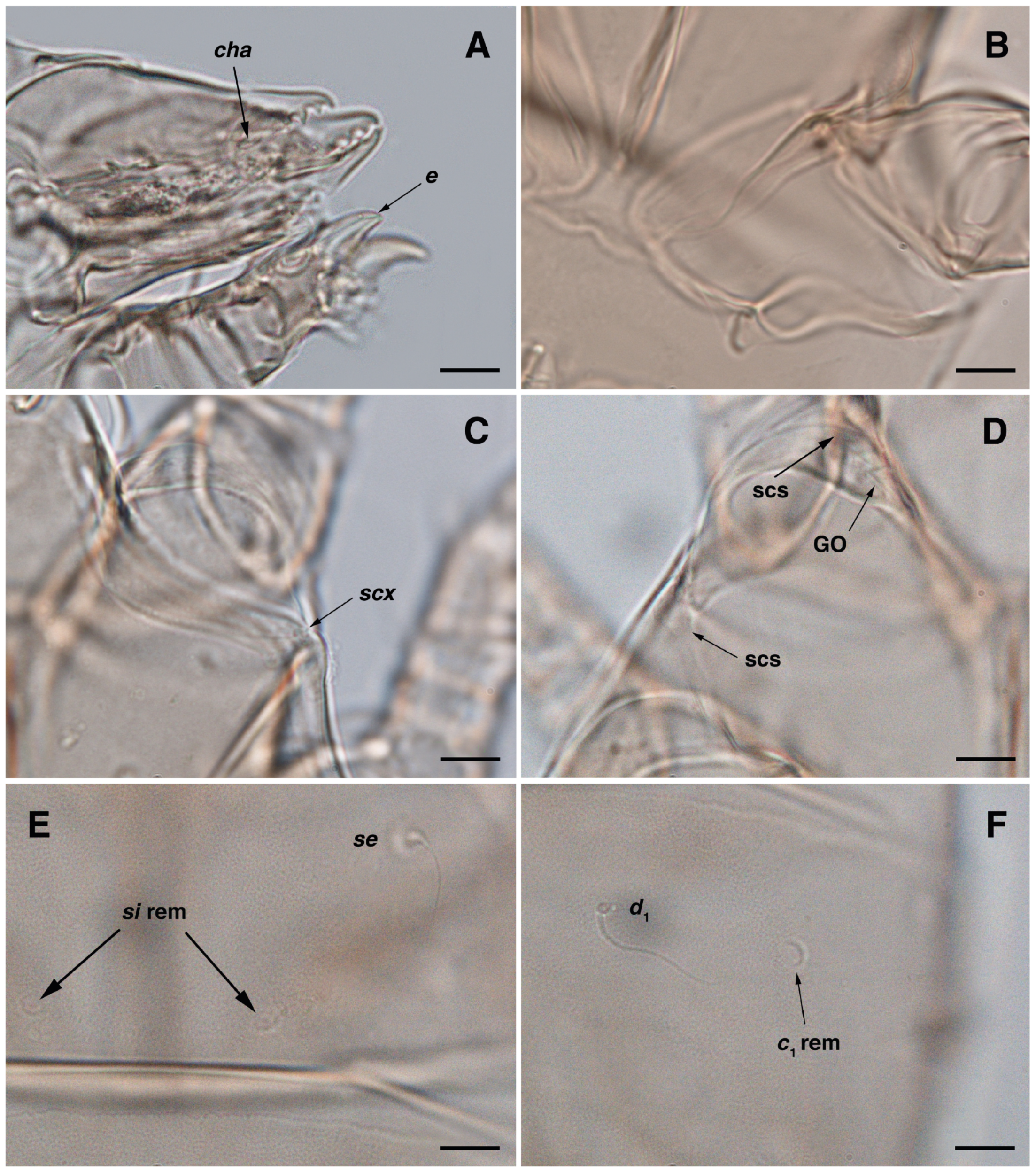 Insects 17 00237 g007