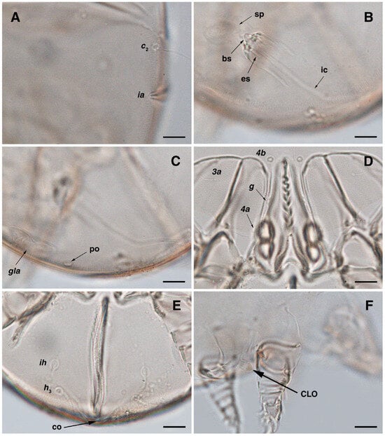 Insects 17 00237 g008