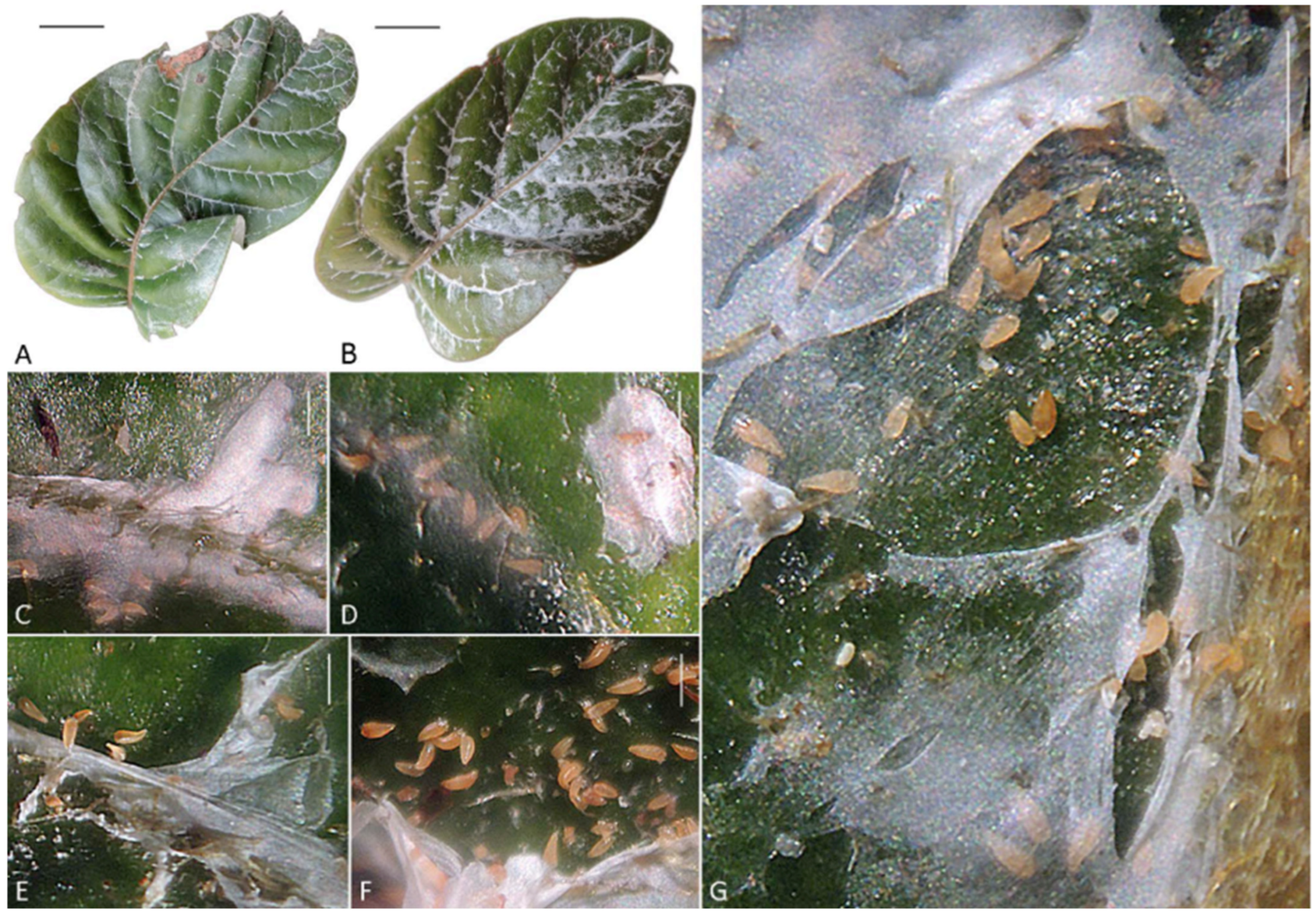 Insects 17 00259 g002