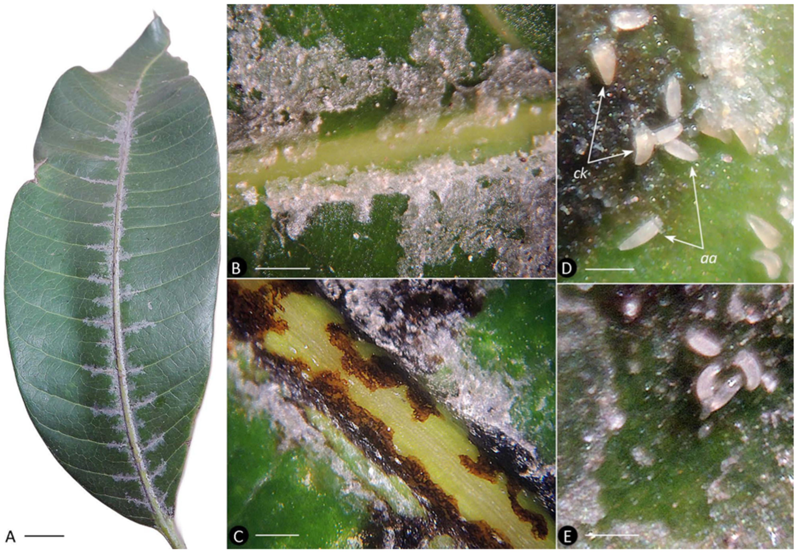 Insects 17 00259 g003