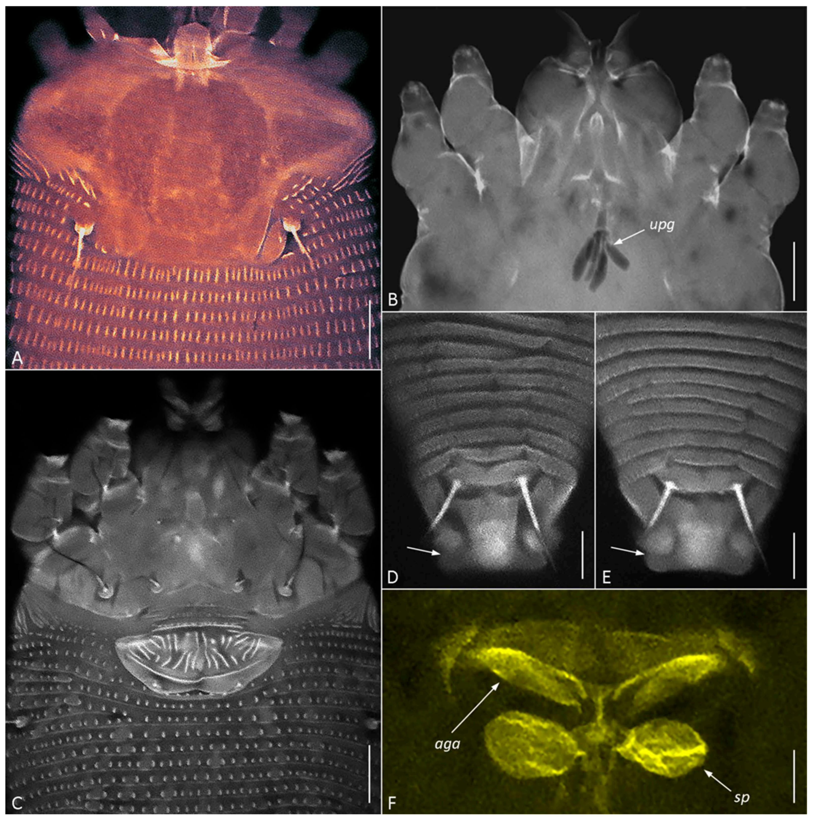 Insects 17 00259 g005