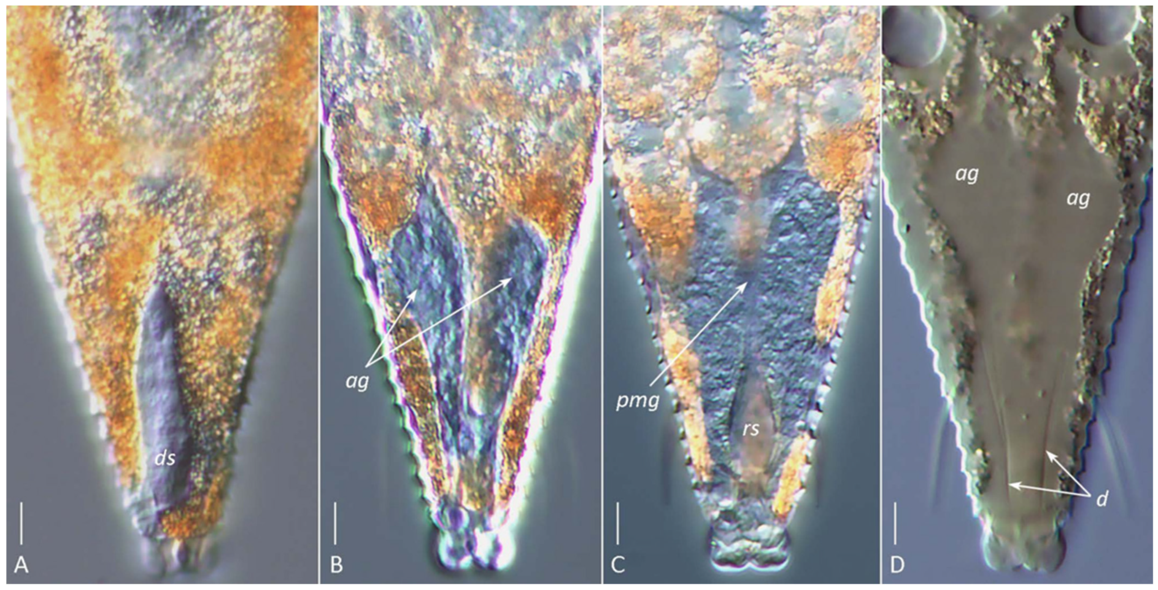Insects 17 00259 g006