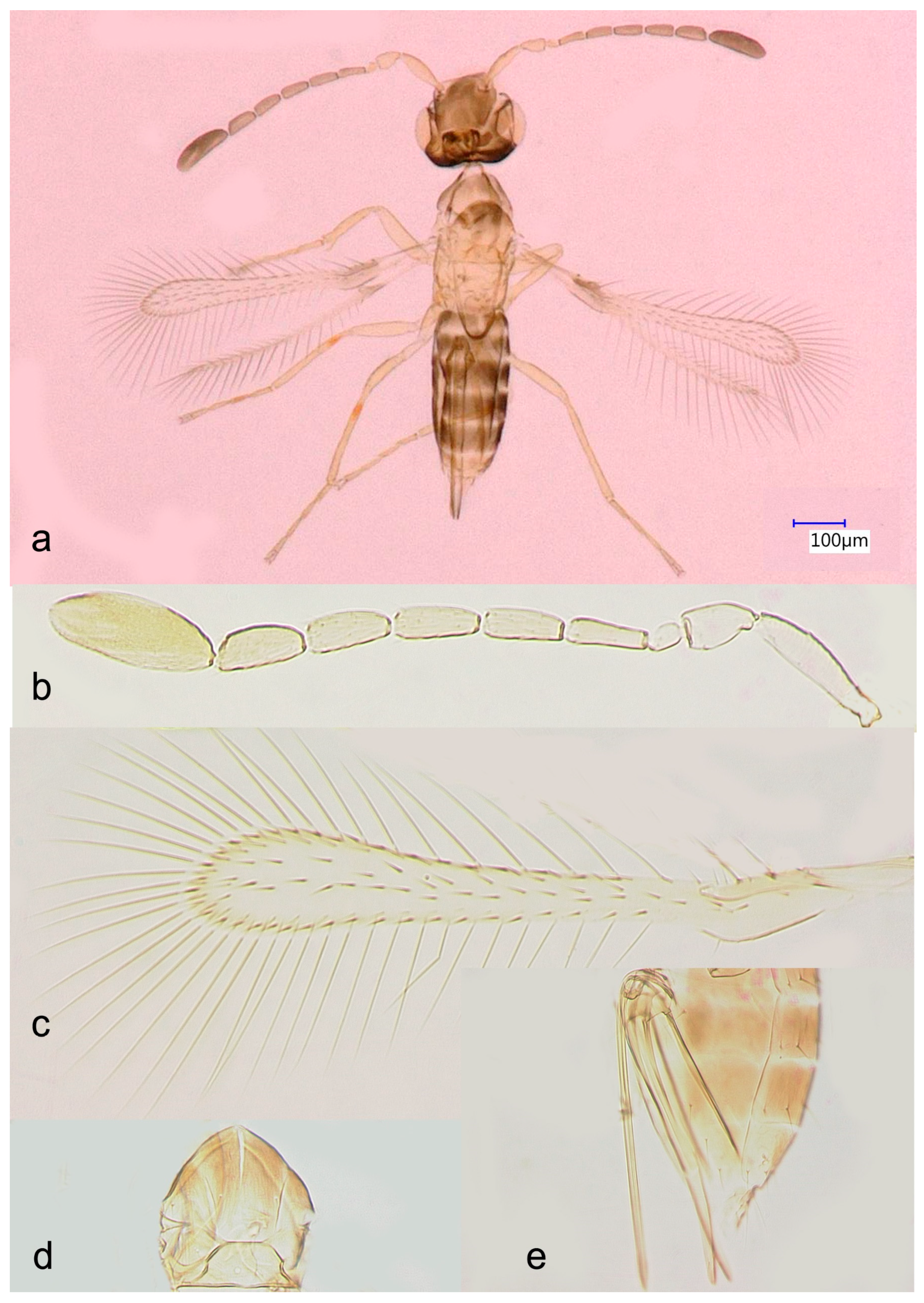 Insects 17 00269 g001