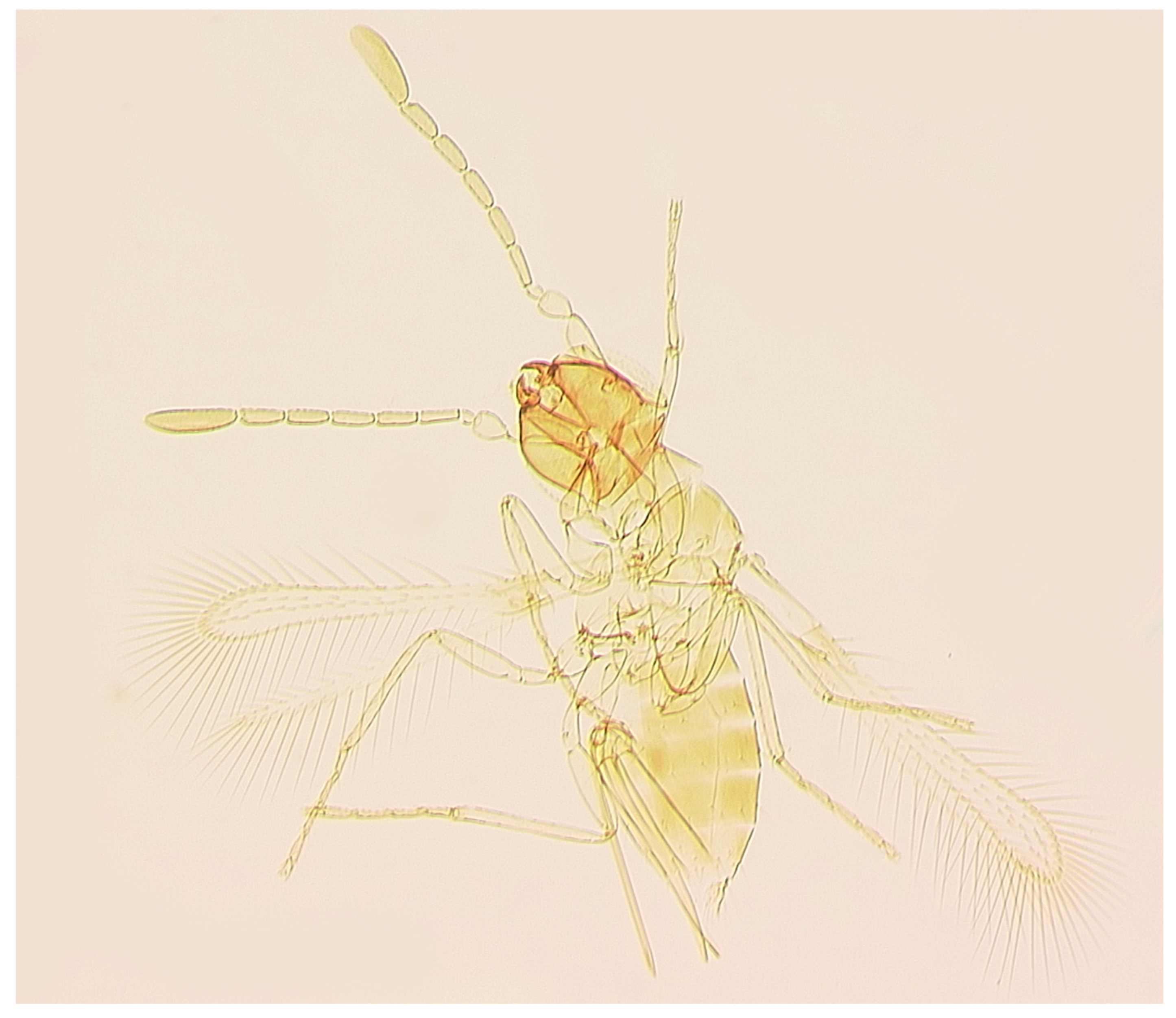 Insects 17 00269 g003