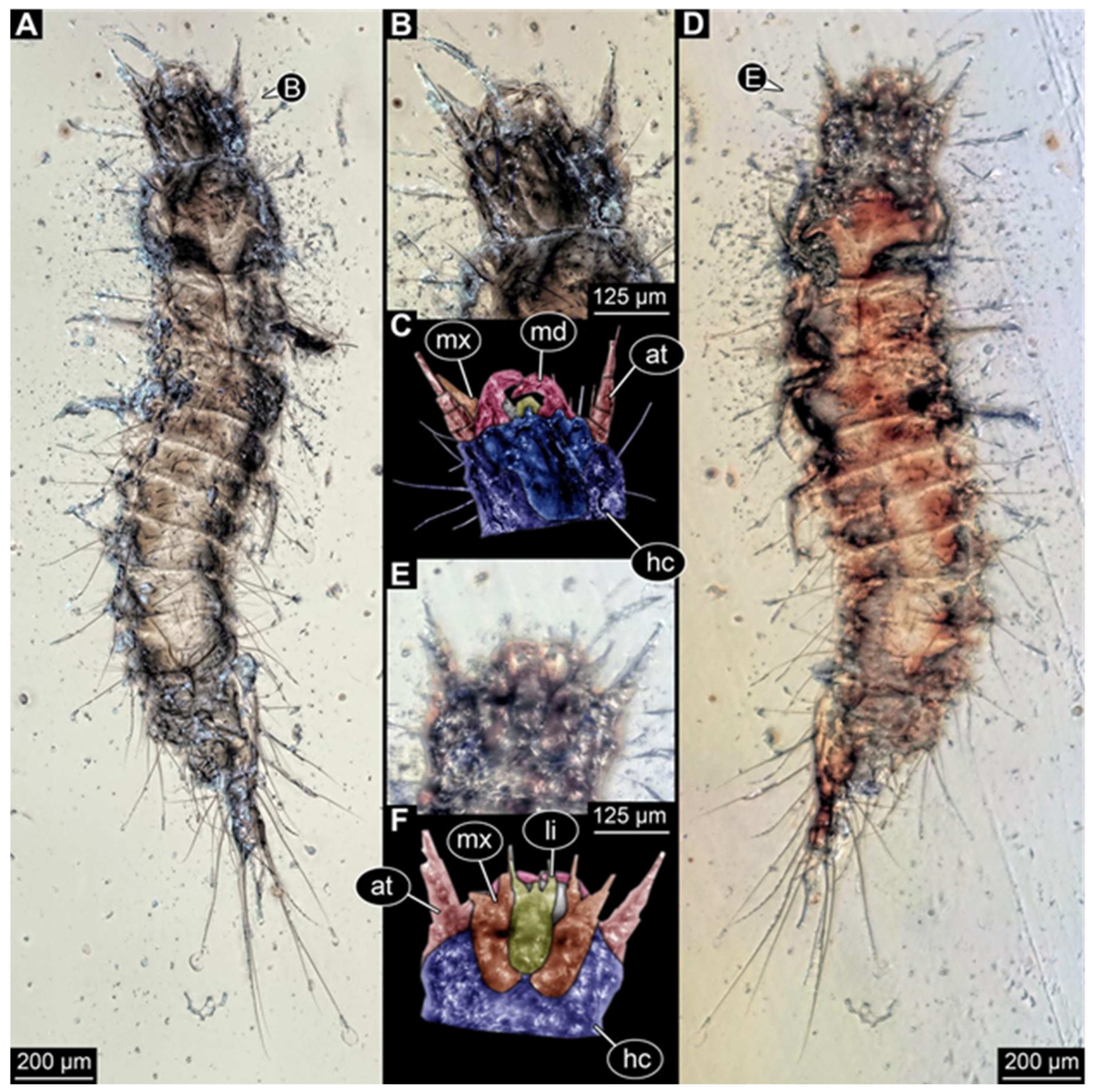 Insects 17 00271 g007