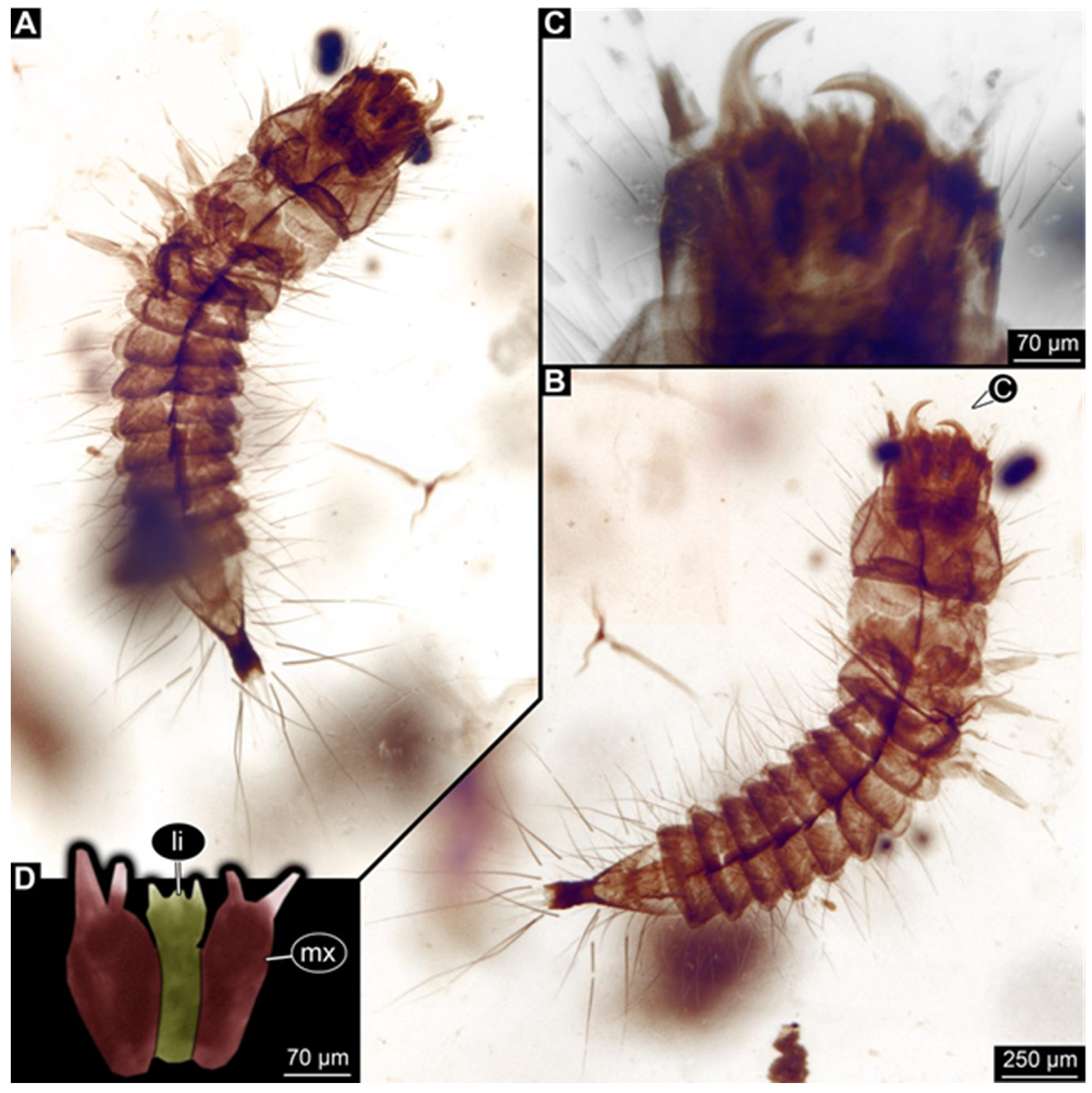 Insects 17 00271 g011