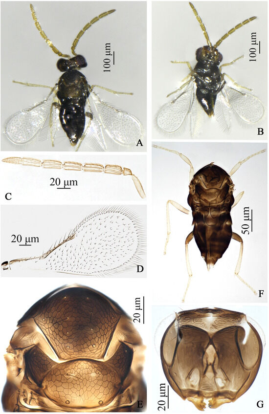 Insects 17 00282 g002
