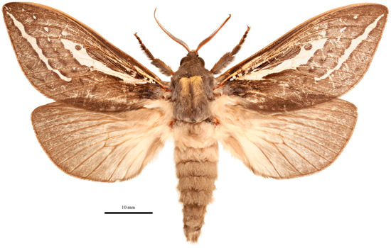 Insects 17 00299 g003