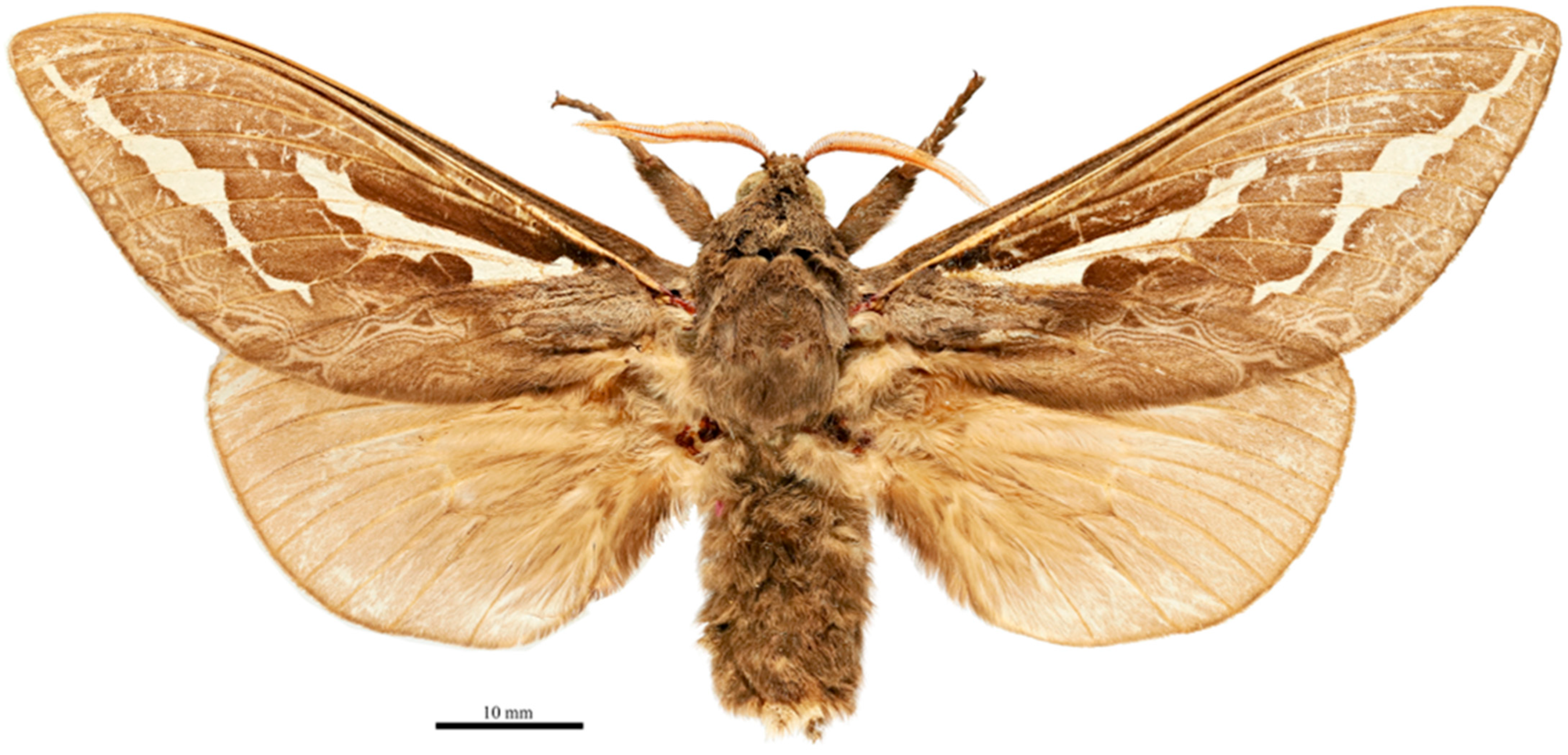 Insects 17 00299 g018