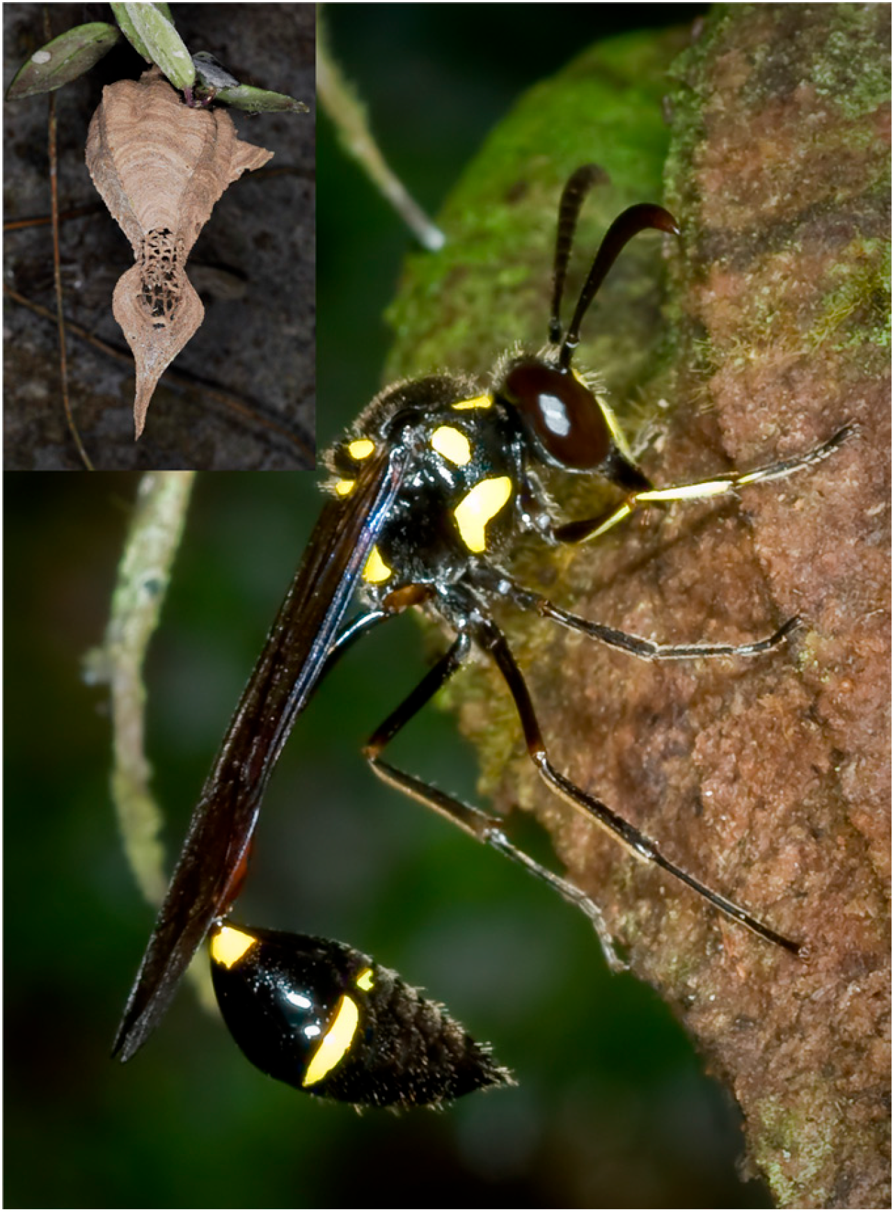 Insects 17 00322 g002