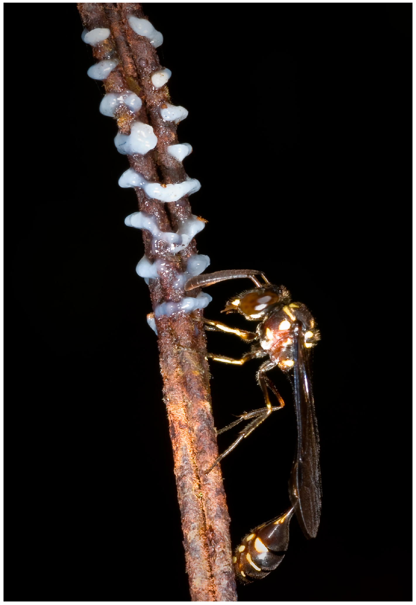 Insects 17 00322 g003